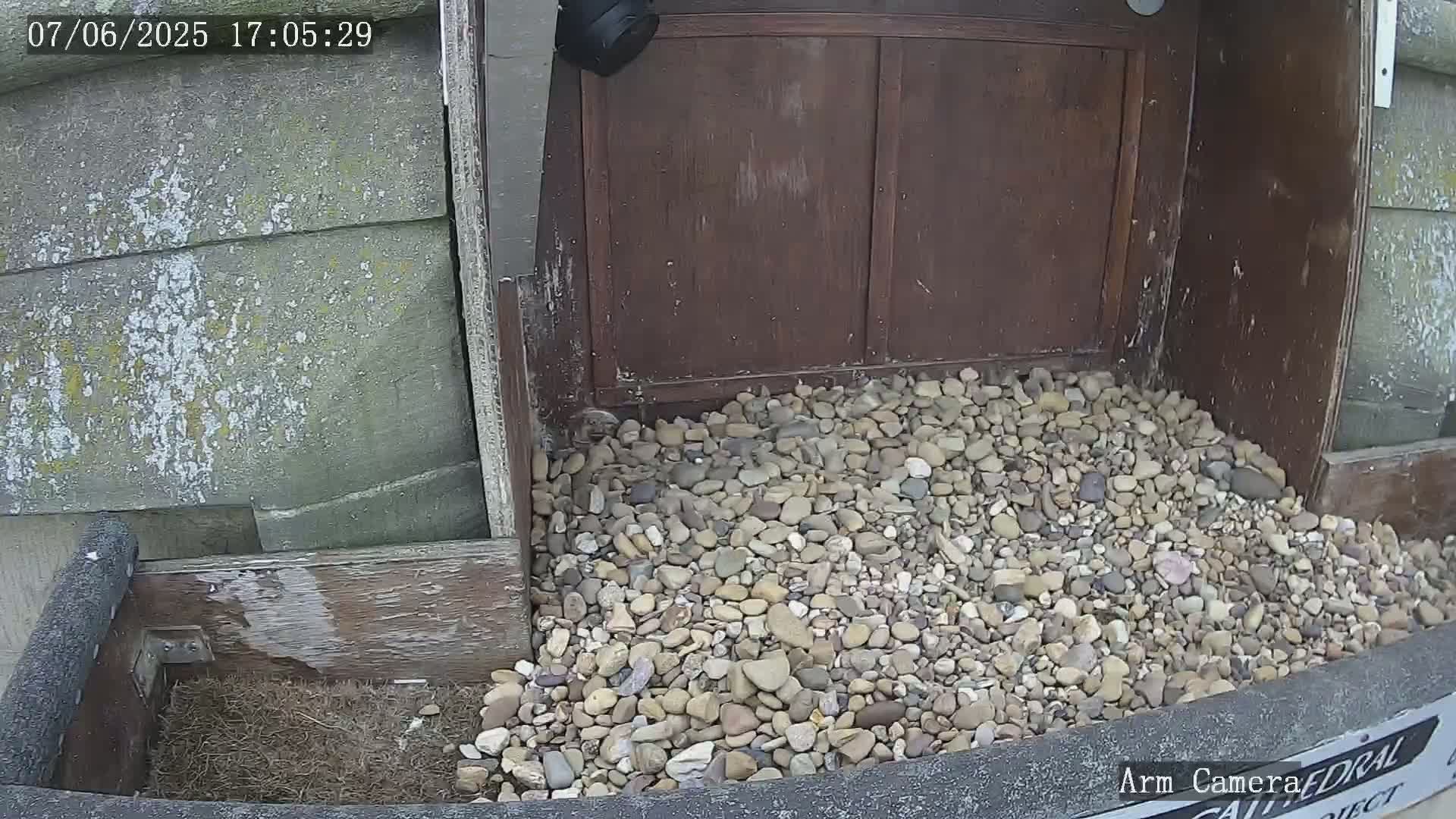 A pile of small, light-colored rocks sits in front of a dark brown wooden structure outdoors.