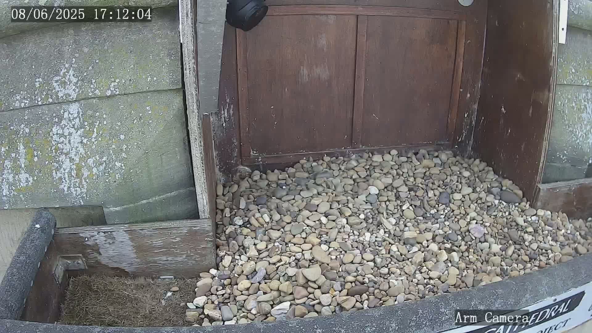 A pile of small rocks sits in front of a weathered wooden structure, partially obscuring a dark-colored nesting box containing nesting material.