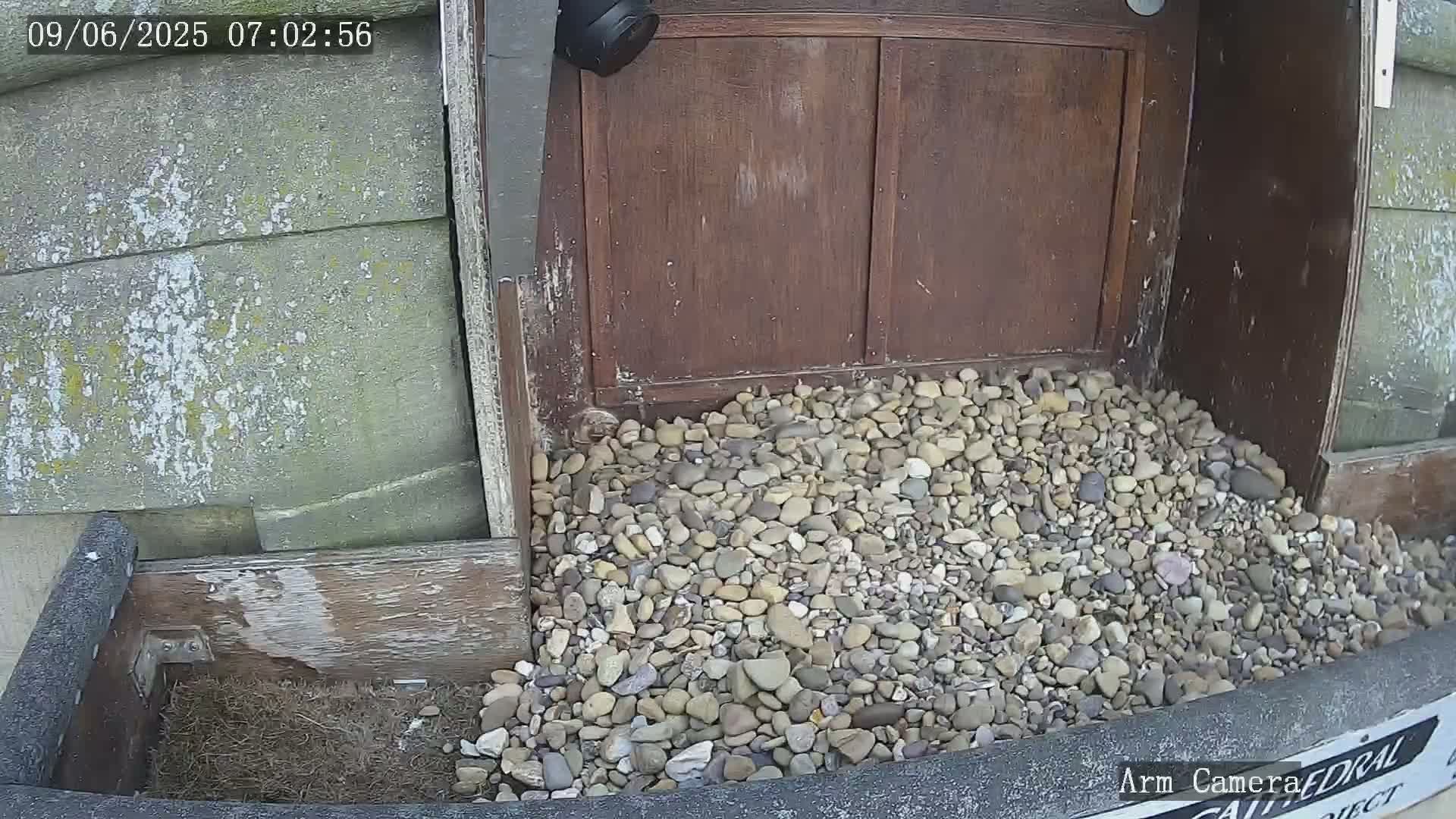 Wakefield Cathedral & Peregrine Life Project Live Cam - Wakefield, West Yorkshire, Yorkshire and the Humber, England, United Kingdom