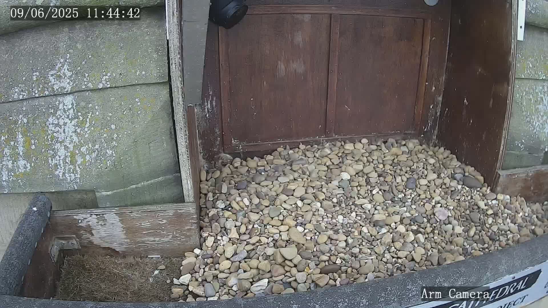 A pile of small, light-colored rocks sits at the base of a weathered wooden structure, partially visible next to a gray wall.