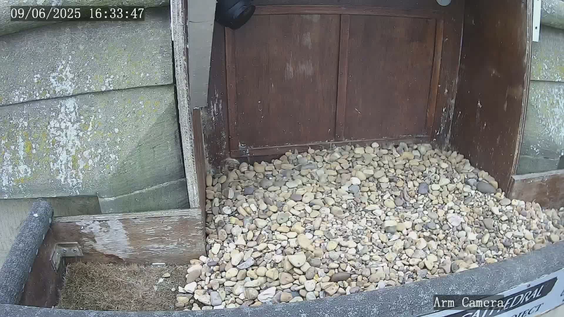 A pile of light-colored pebbles sits at the base of a dark brown wooden structure against a weathered gray wall.