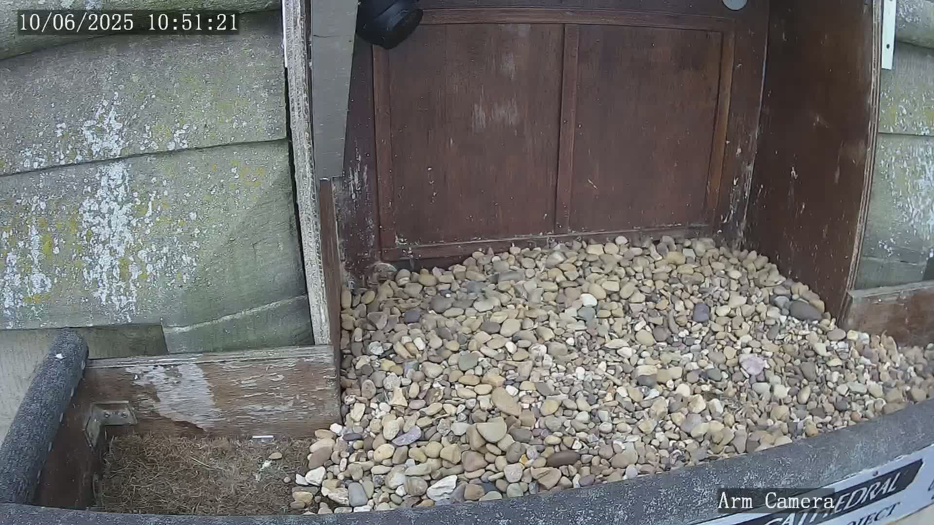 A pile of small, light-colored rocks sits in front of a weathered wooden structure, which is partially covered by a dark brown door.