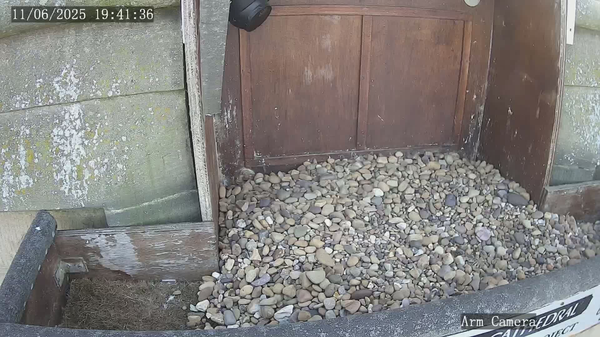 Wakefield Cathedral & Peregrine Life Project Live Cam - Wakefield, West Yorkshire, Yorkshire and the Humber, England, United Kingdom