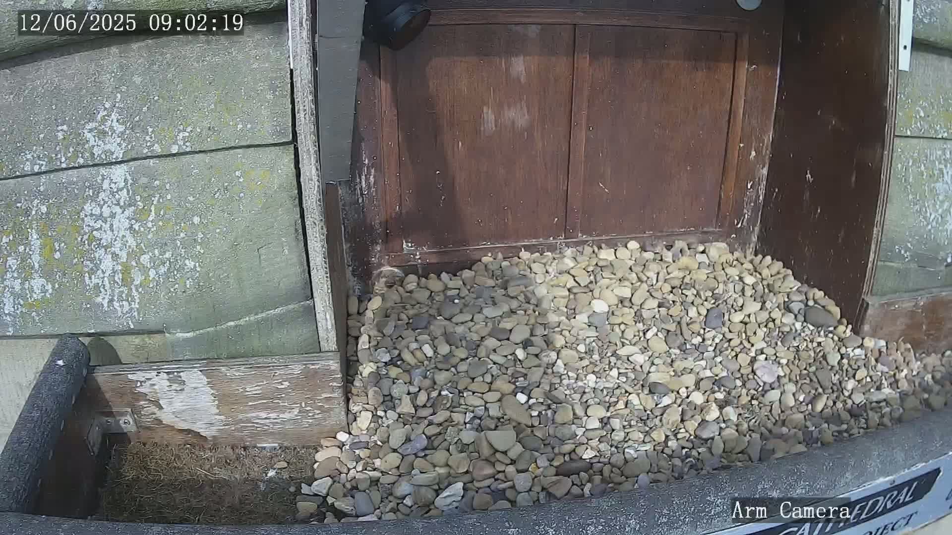 A pile of small, light-colored rocks sits in front of a weathered wooden door on a sunny day.