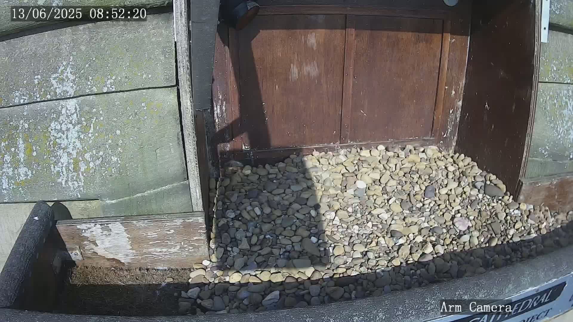 A pile of small, light-colored rocks sits at the base of a weathered wooden door in bright sunlight.