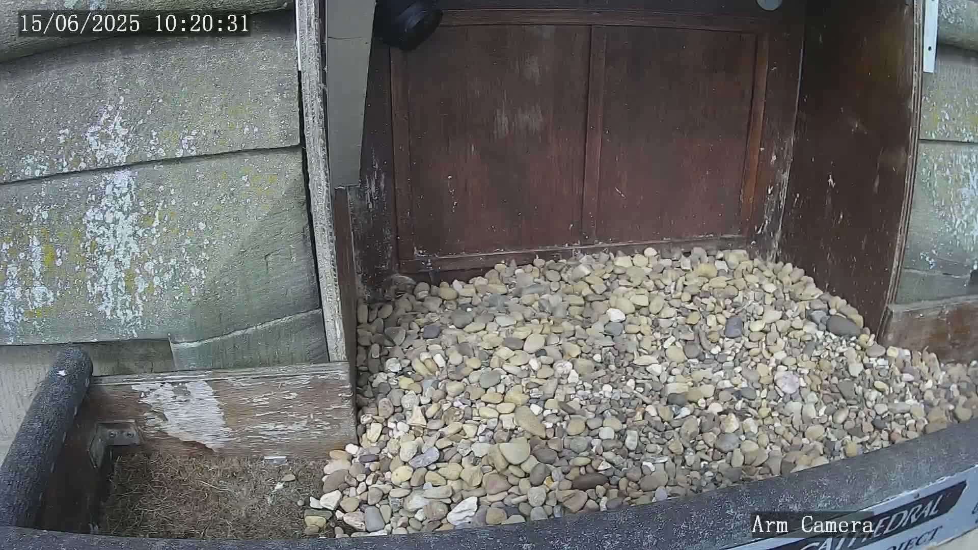 A pile of small, light-colored stones sits at the base of a weathered wooden structure, partially obscuring a small, dark animal.