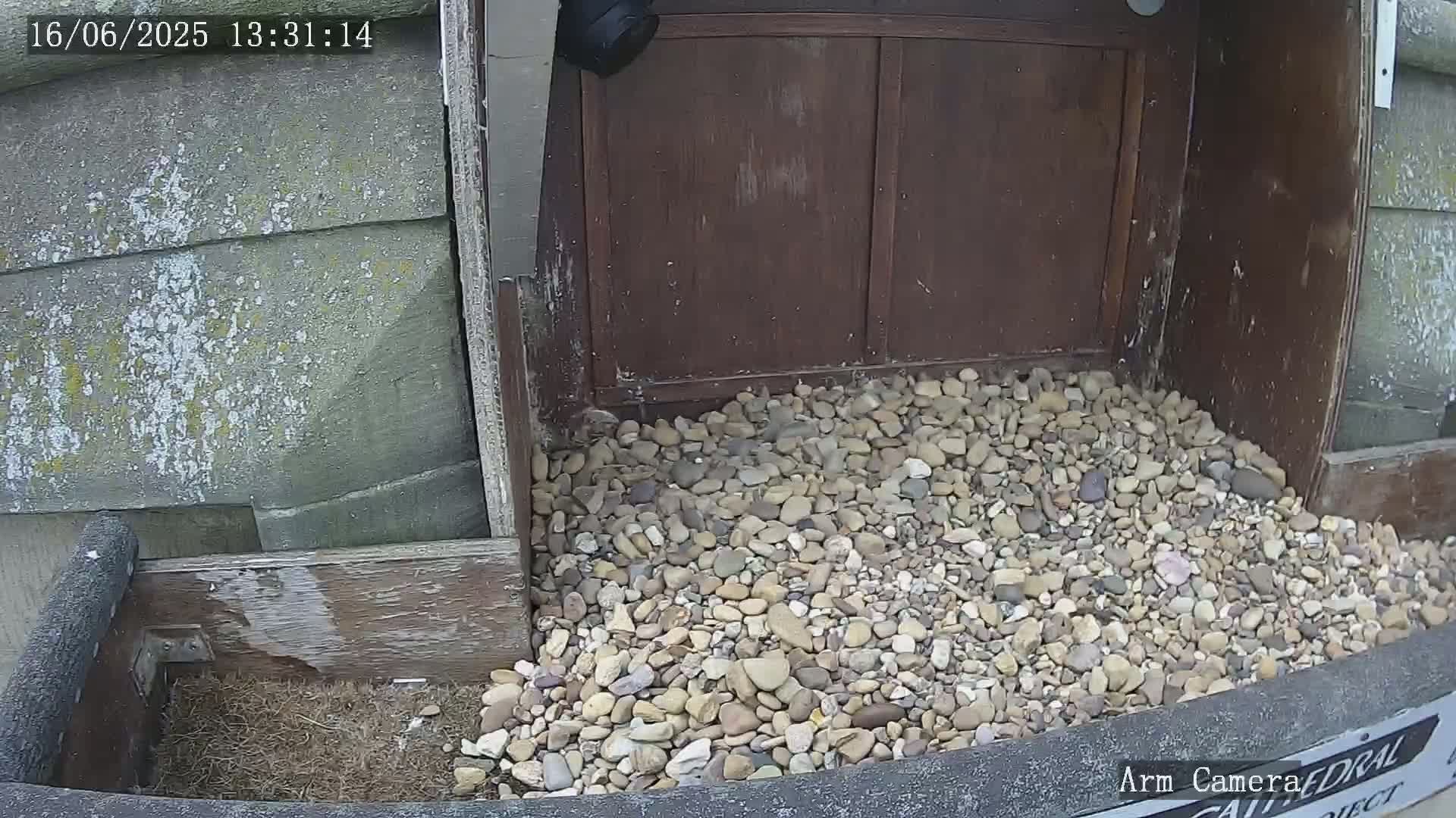 A pile of small, light-colored rocks sits at the base of a dark brown wooden structure against a weathered gray wall.