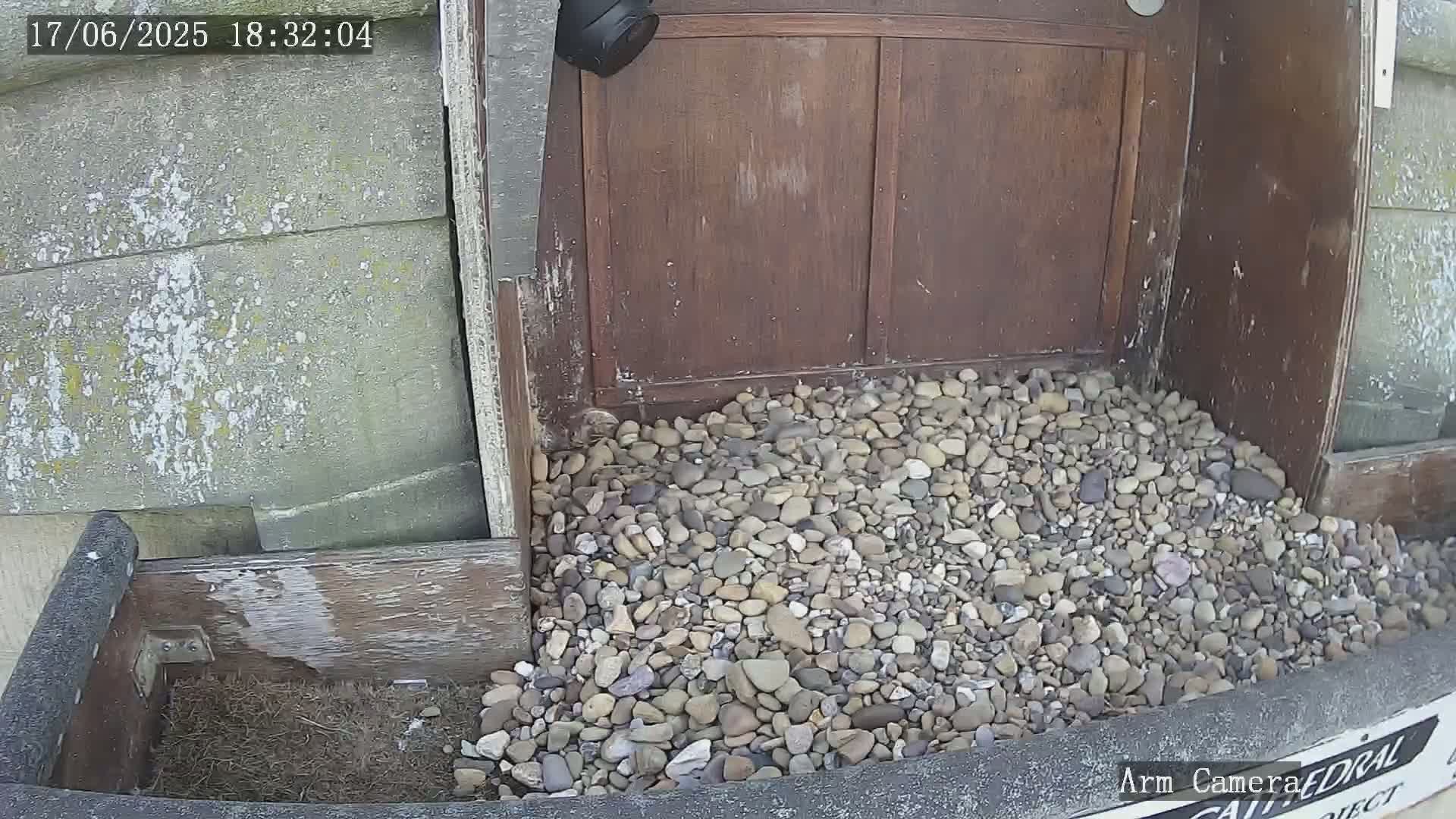 A pile of small, multicolored stones sits beneath a weathered wooden door and beside a partially visible wooden box containing nesting material.
