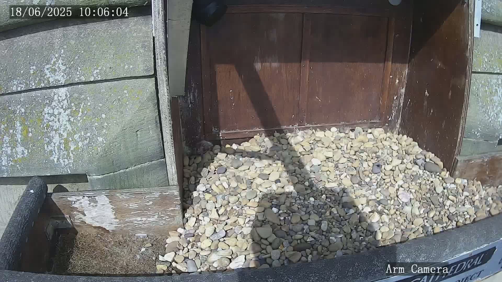 A pile of small, light-colored rocks sits in front of a dark brown wooden structure on a sunny day.