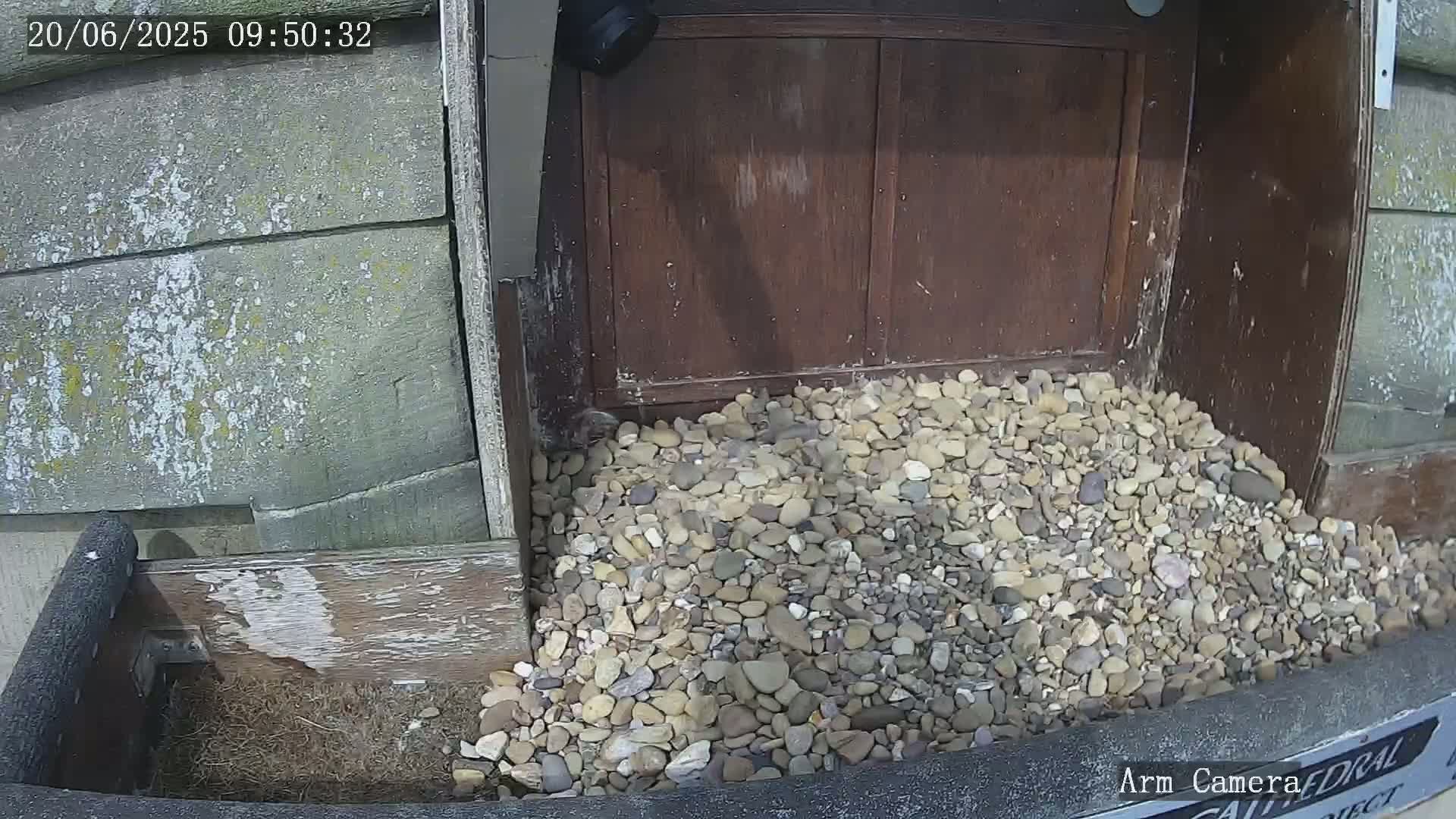A pile of small, light-colored rocks sits at the base of a weathered, dark brown wooden door on a sunny day.