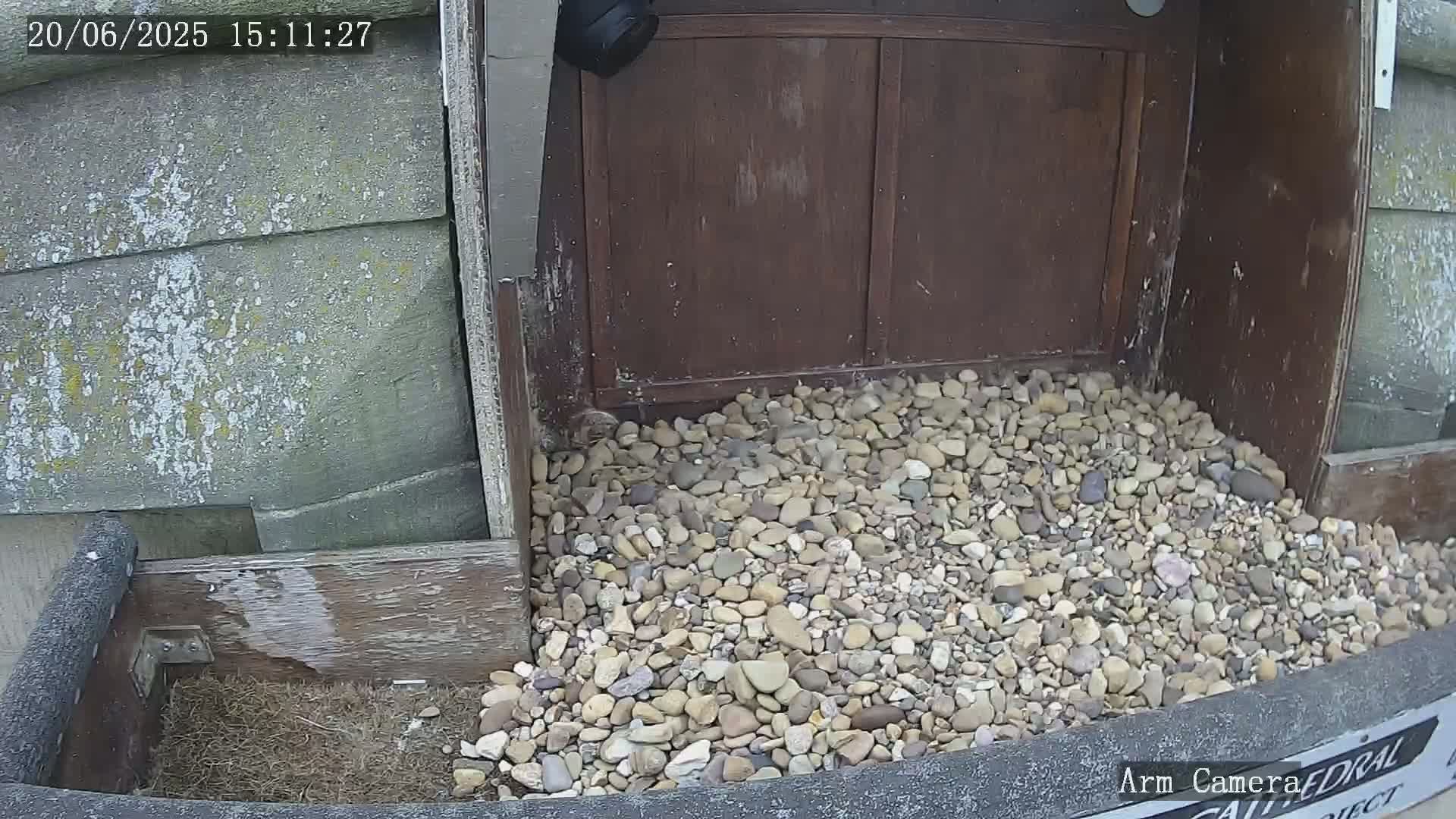 A pile of small, light-colored rocks sits in front of a dark brown wooden structure against a weathered gray wall; a security camera is mounted above.
