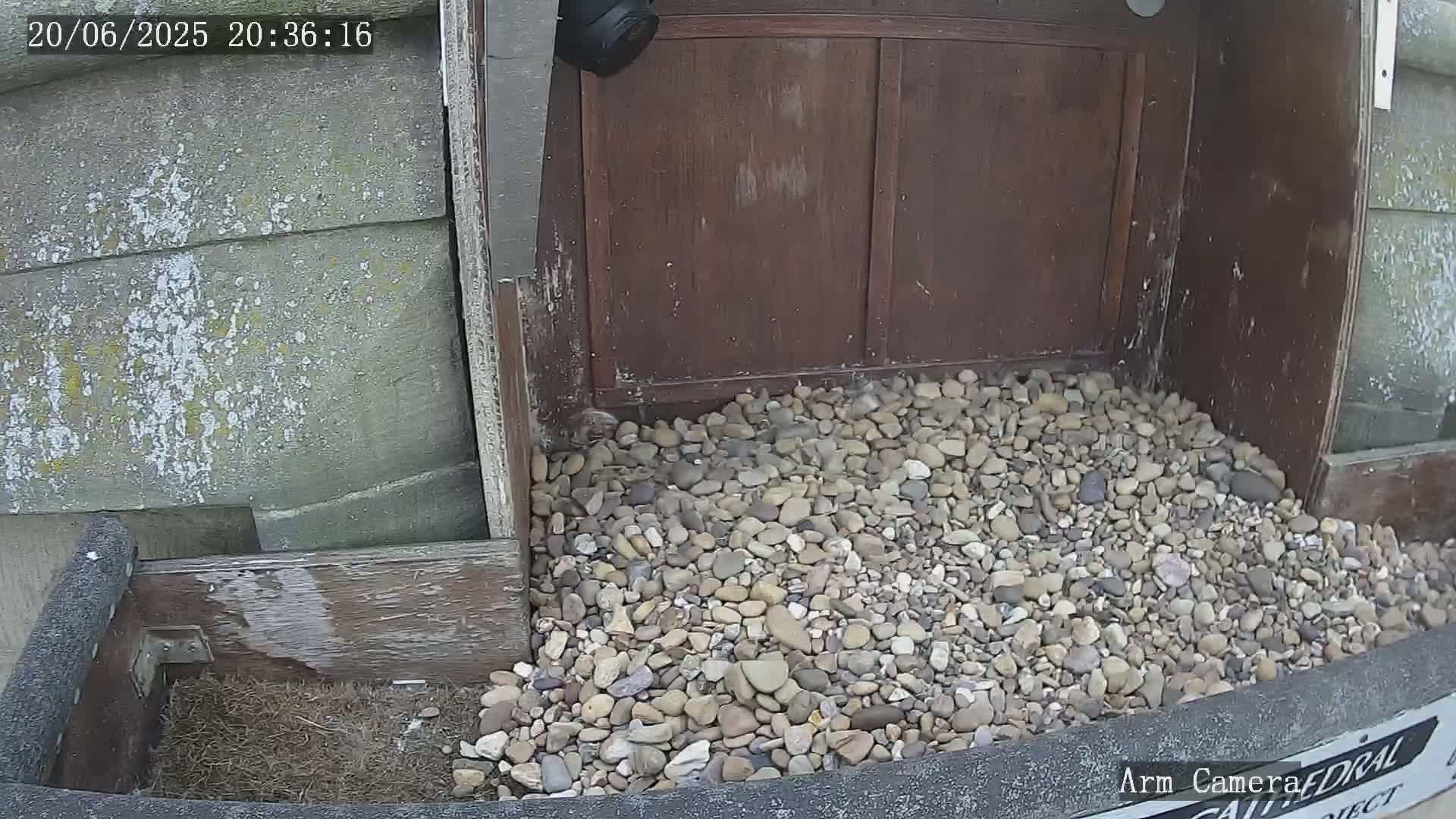Wakefield Cathedral & Peregrine Life Project Live Cam - Wakefield, West Yorkshire, Yorkshire and the Humber, England, United Kingdom