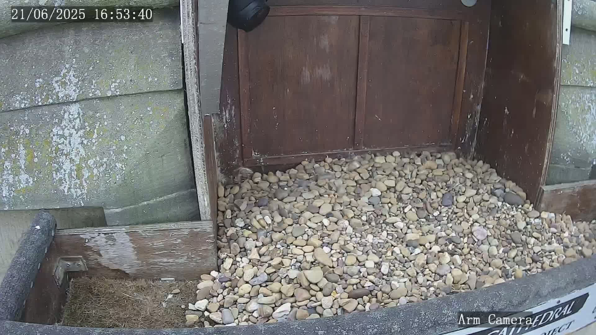 A pile of small, light-colored rocks sits in front of a dark brown wooden structure, partially visible next to a weathered gray wall.