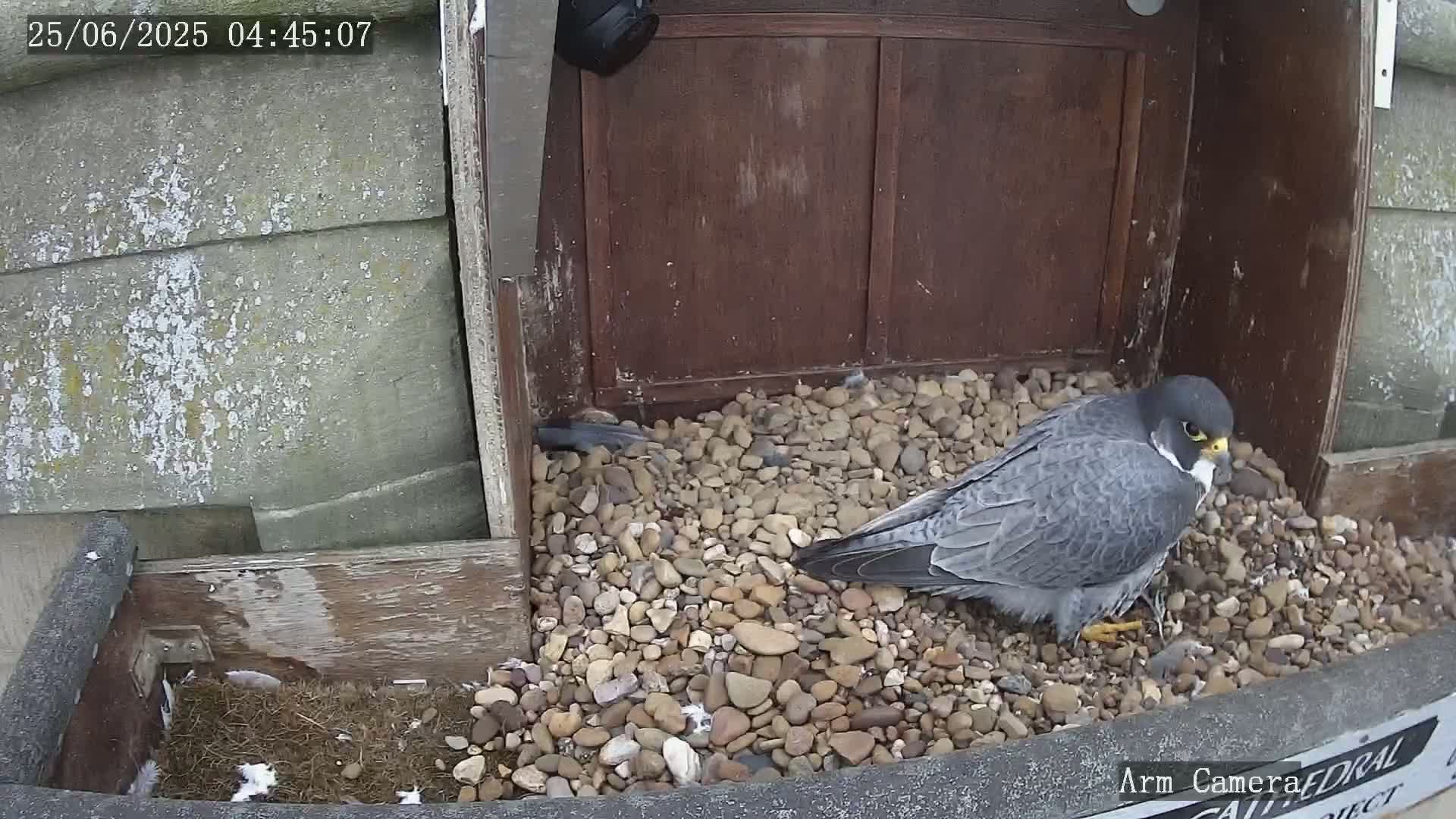 Wakefield Cathedral & Peregrine Life Project Live Cam - Wakefield, West Yorkshire, Yorkshire and the Humber, England, United Kingdom