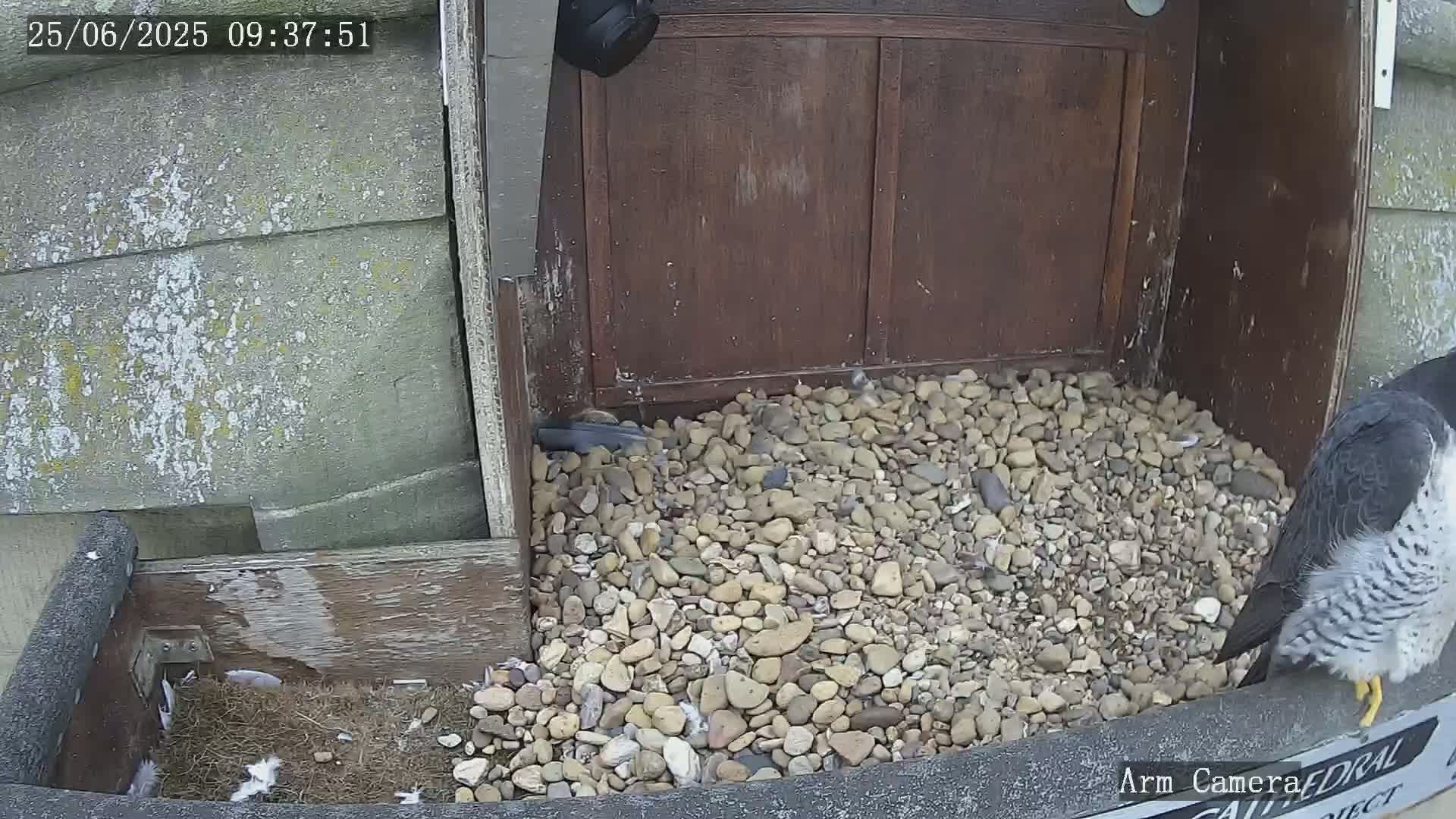 Wakefield Cathedral & Peregrine Life Project Live Cam - Wakefield, West Yorkshire, Yorkshire and the Humber, England, United Kingdom