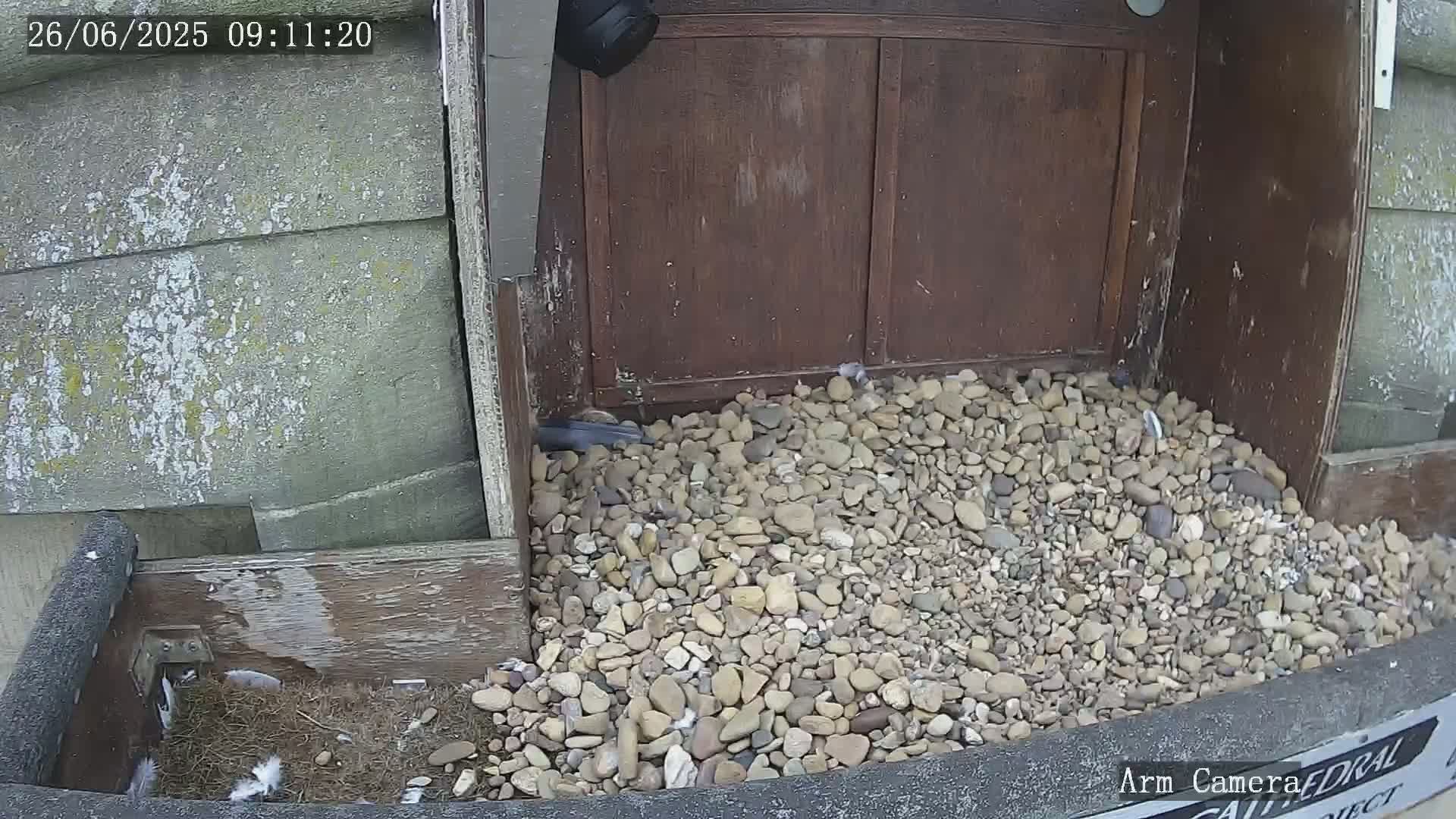 A pile of small rocks sits in front of a weathered wooden structure, partially obscuring a nest containing feathers and what appears to be bird down.