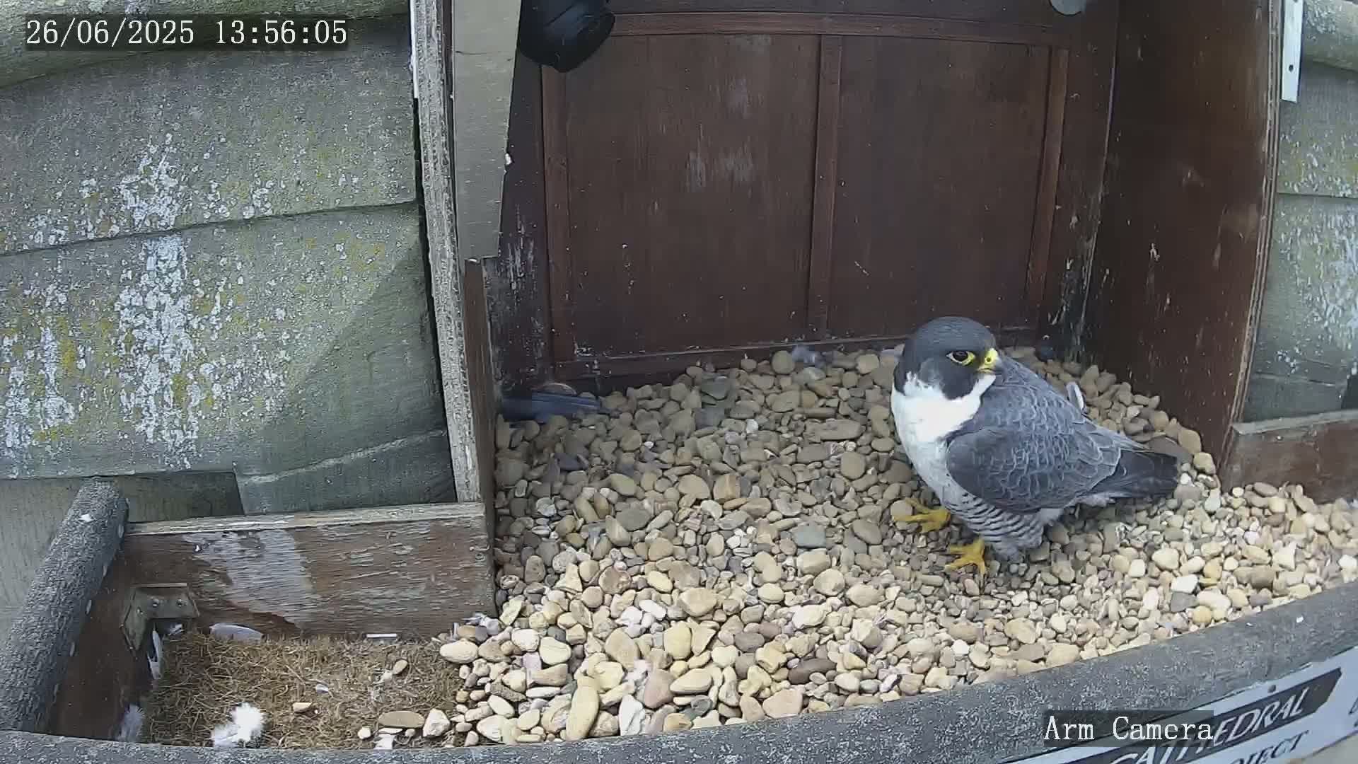 Wakefield Cathedral & Peregrine Life Project Live Cam - Wakefield, West Yorkshire, Yorkshire and the Humber, England, United Kingdom