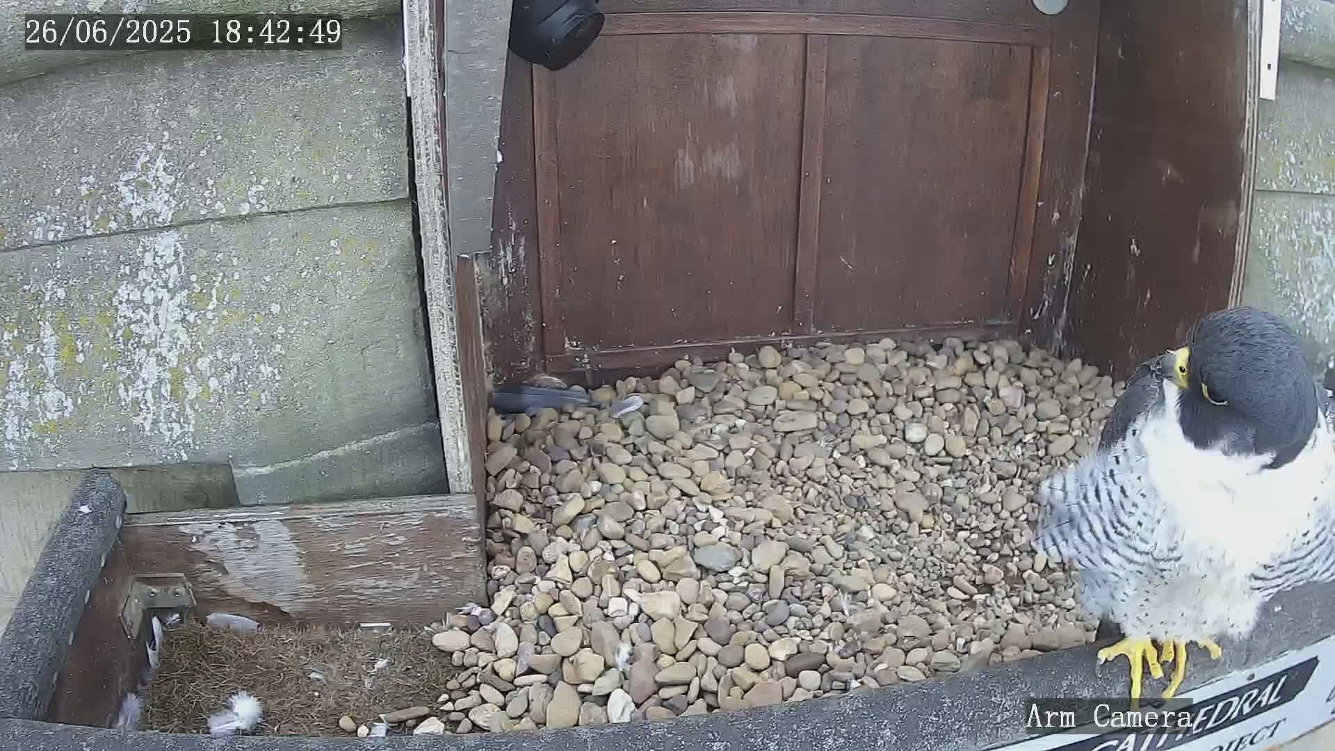 Wakefield Cathedral & Peregrine Life Project Live Cam - Wakefield, West Yorkshire, Yorkshire and the Humber, England, United Kingdom