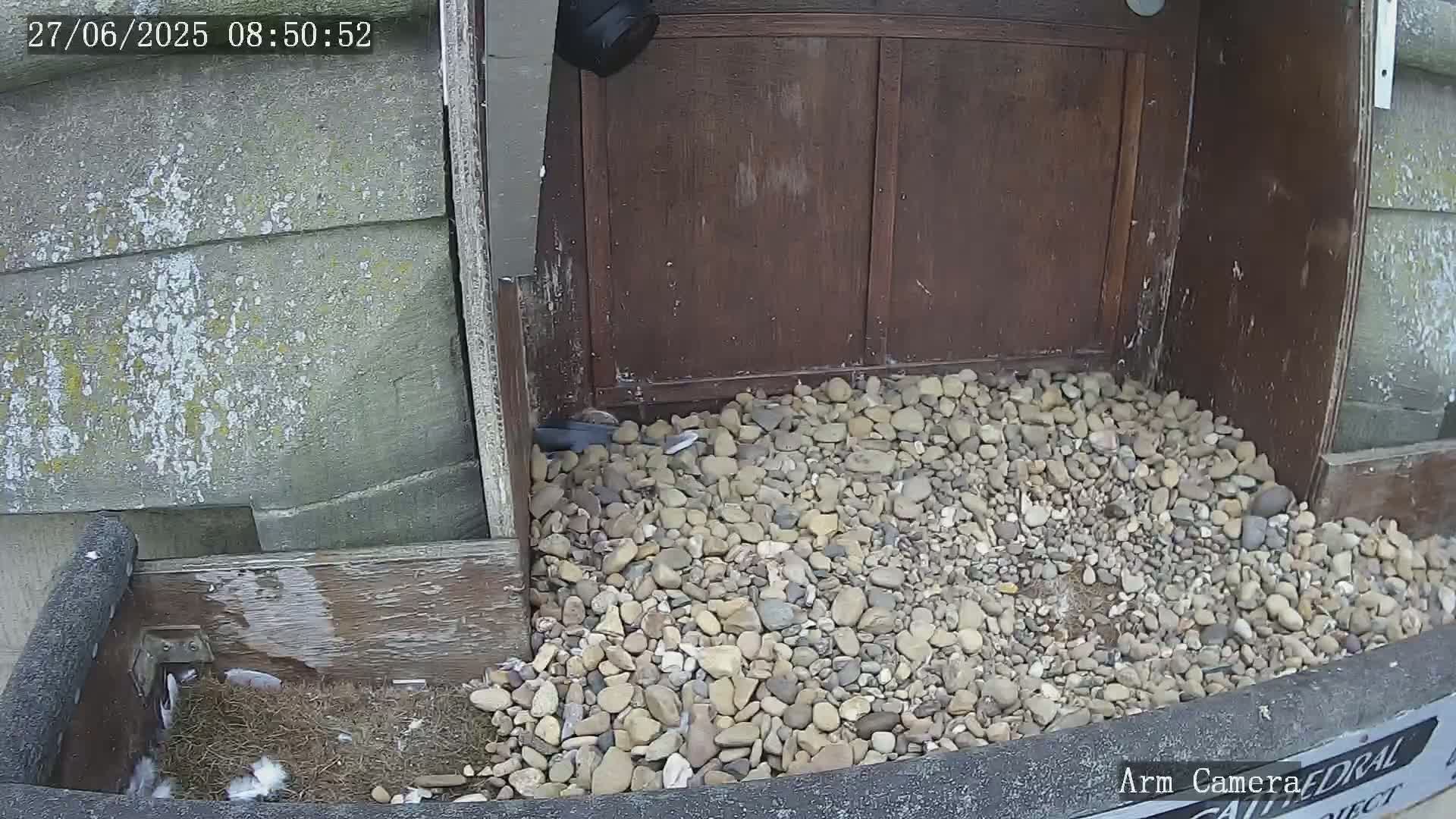 A small bird is perched near a pile of rocks beneath a dark brown wooden structure.