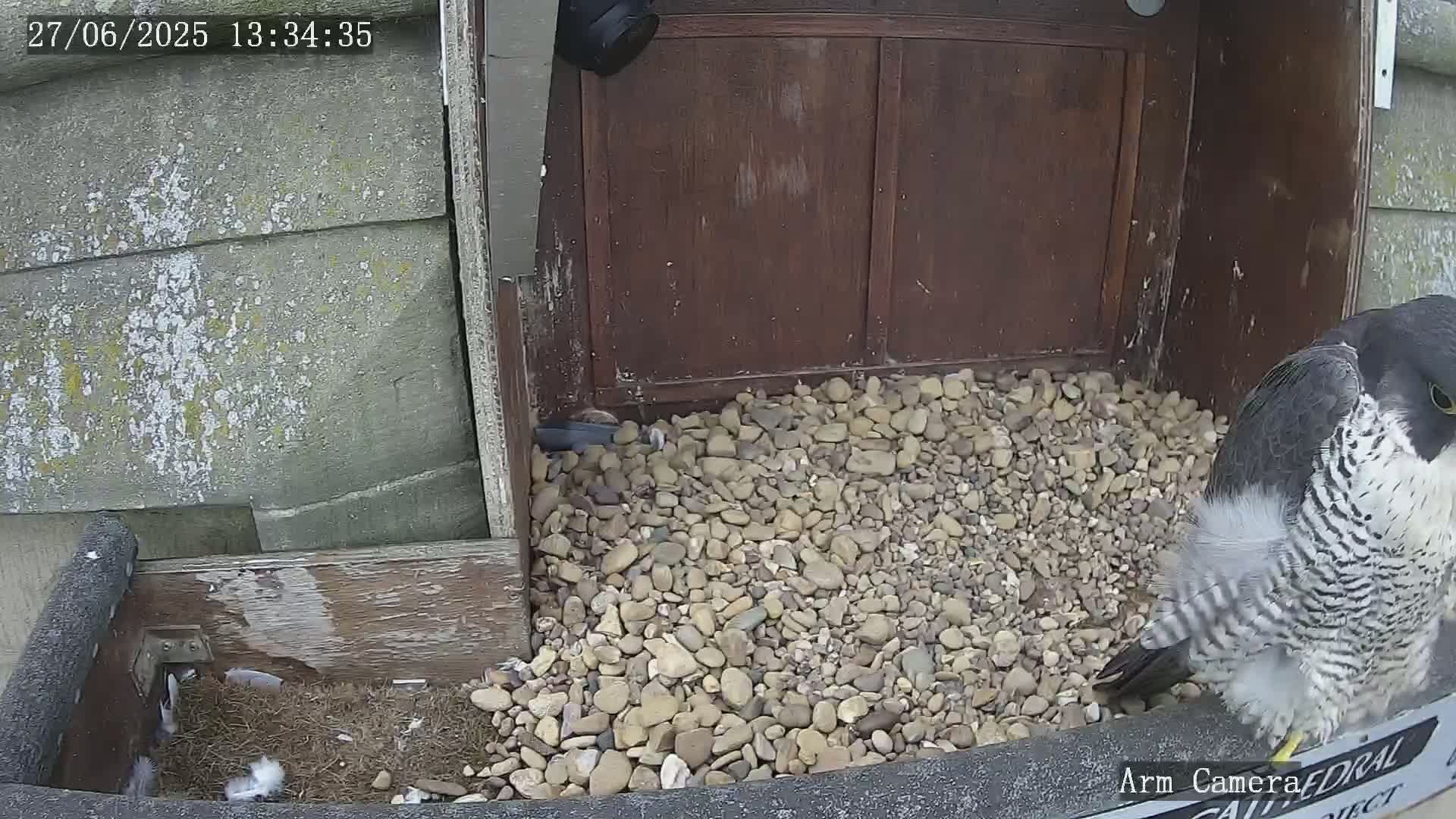 Wakefield Cathedral & Peregrine Life Project Live Cam - Wakefield, West Yorkshire, Yorkshire and the Humber, England, United Kingdom
