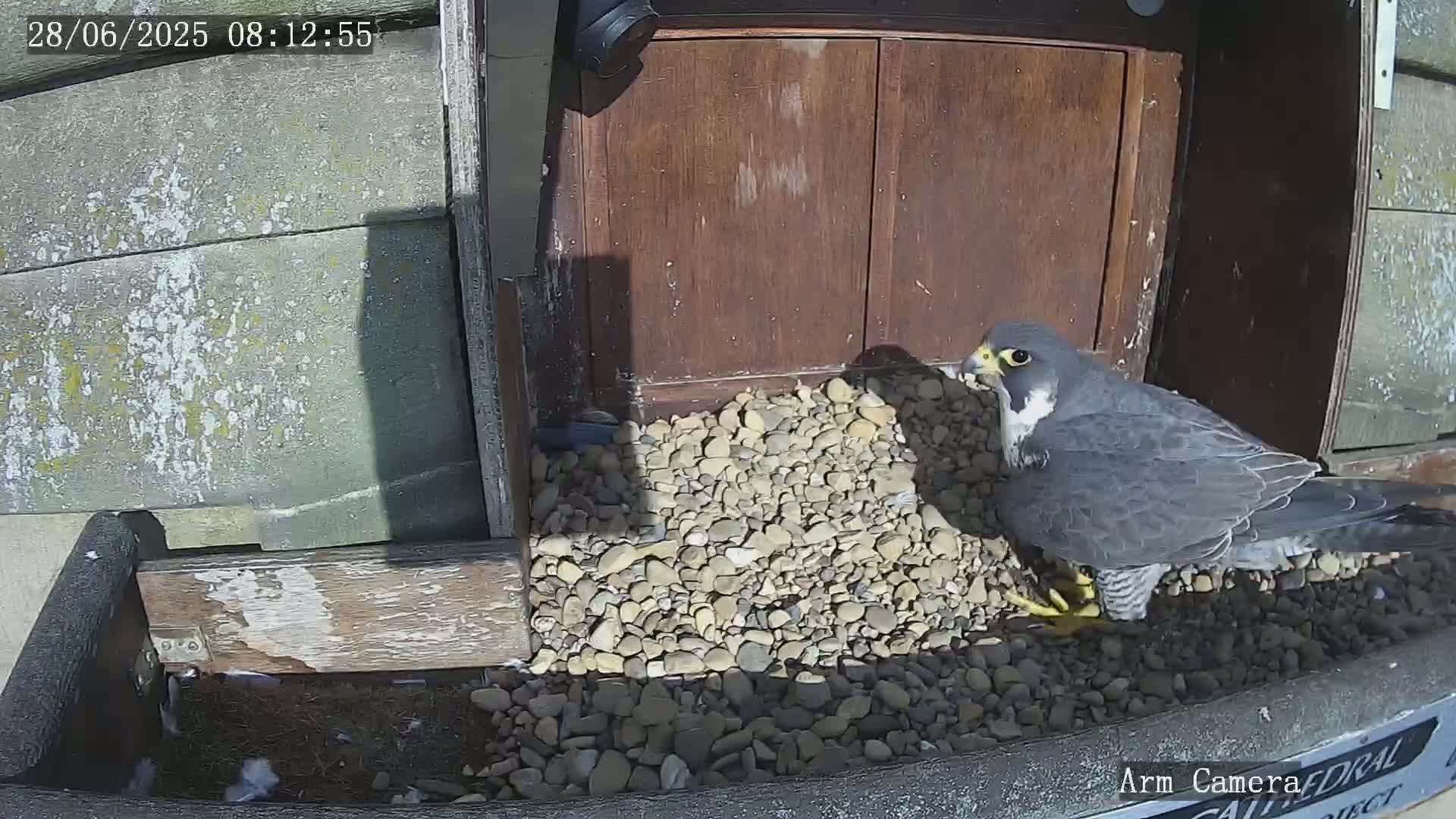 A peregrine falcon sits on a bed of pebbles next to a wooden door in bright sunlight.
