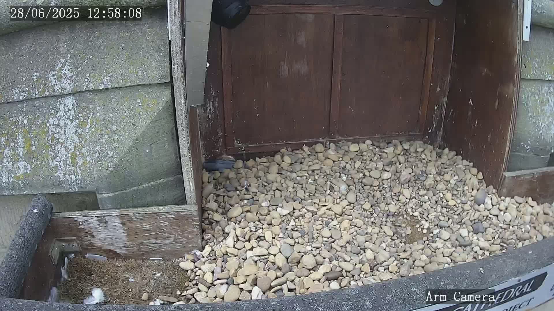 Wakefield Cathedral & Peregrine Life Project Live Cam - Wakefield, West Yorkshire, Yorkshire and the Humber, England, United Kingdom