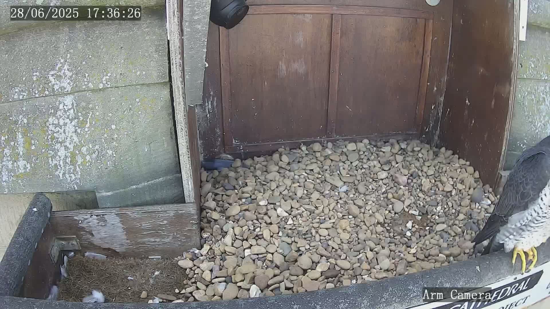 Wakefield Cathedral & Peregrine Life Project Live Cam - Wakefield, West Yorkshire, Yorkshire and the Humber, England, United Kingdom