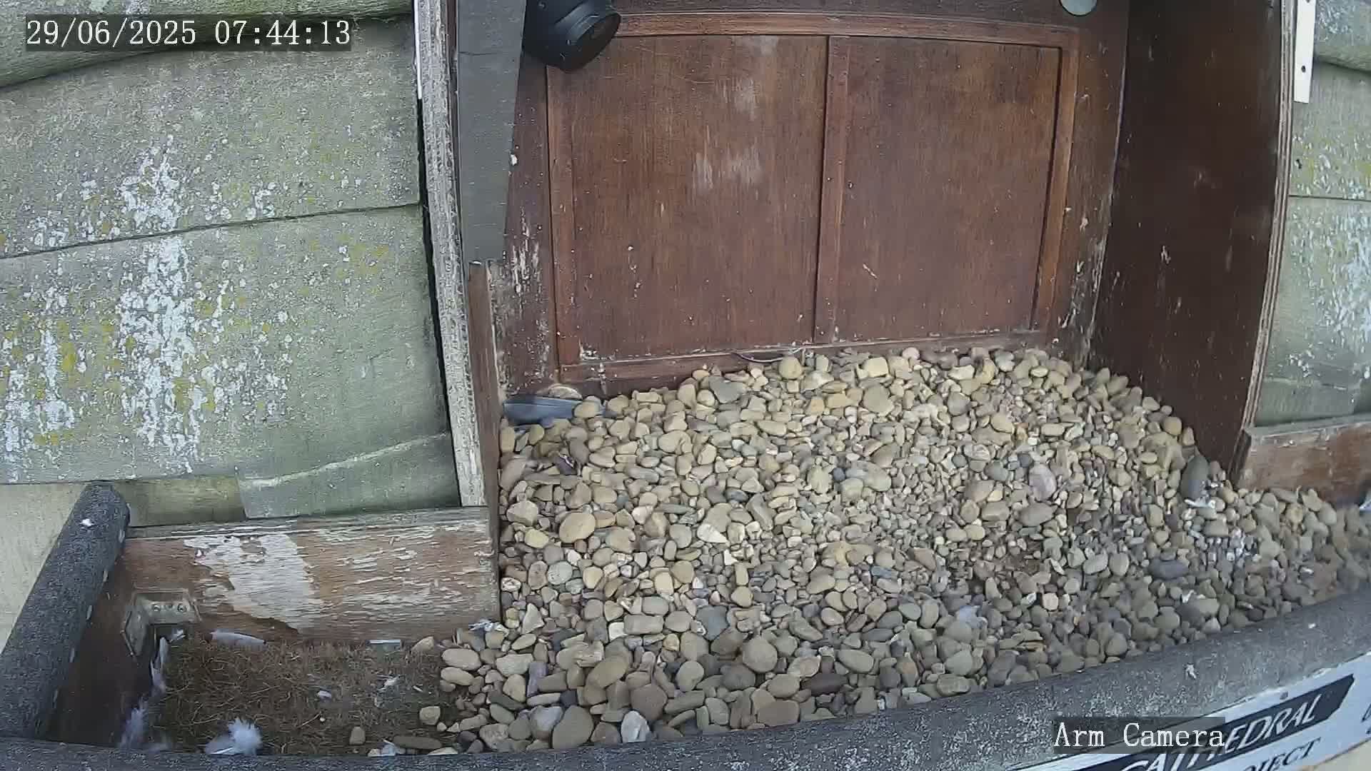 Wakefield Cathedral & Peregrine Life Project Live Cam - Wakefield, West Yorkshire, Yorkshire and the Humber, England, United Kingdom