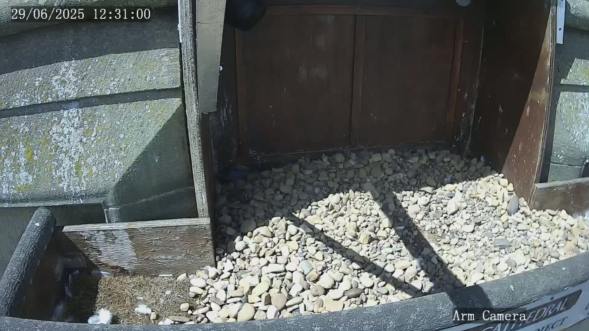 Wakefield Cathedral & Peregrine Life Project Live Cam - Wakefield, West Yorkshire, Yorkshire and the Humber, England, United Kingdom