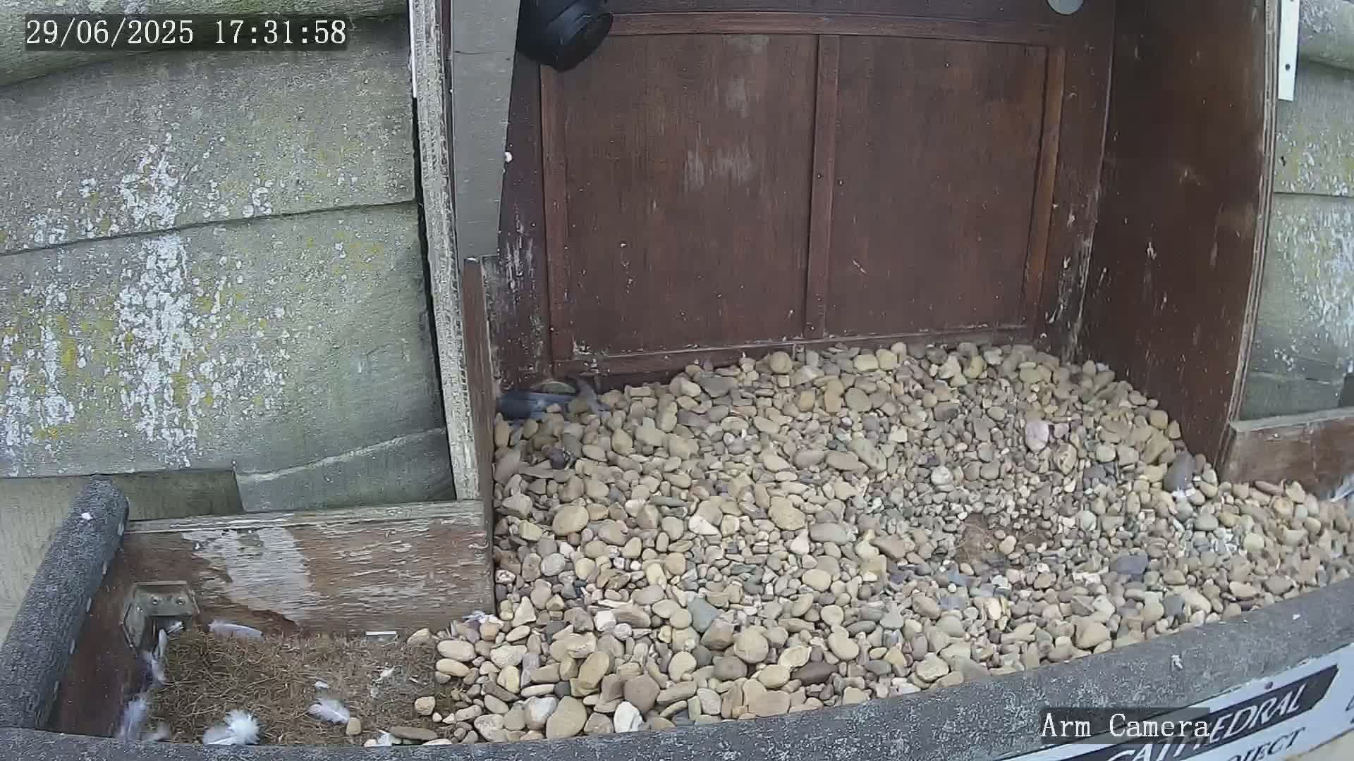 Wakefield Cathedral & Peregrine Life Project Live Cam - Wakefield, West Yorkshire, Yorkshire and the Humber, England, United Kingdom