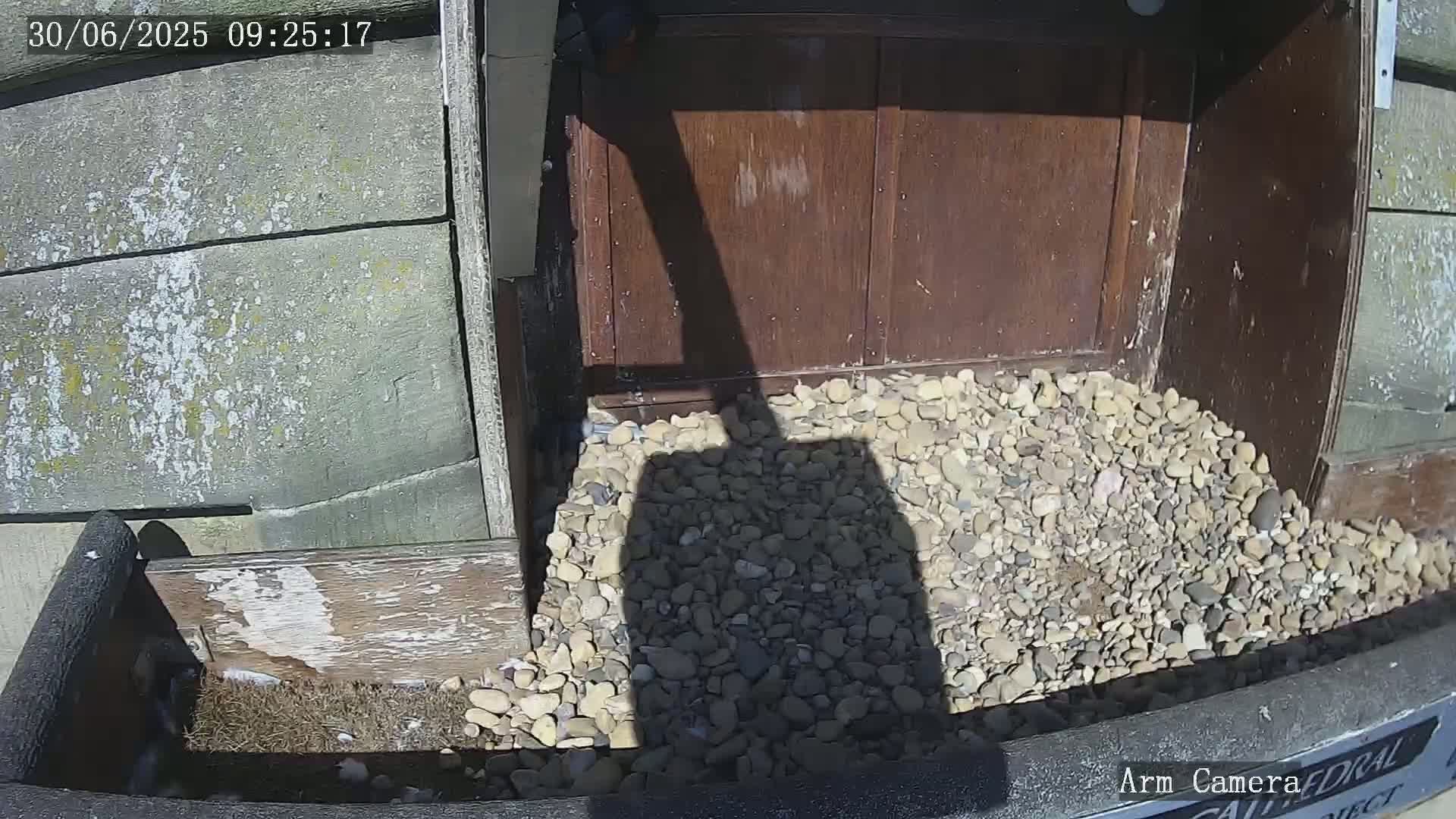 Wakefield Cathedral & Peregrine Life Project Live Cam - Wakefield, West Yorkshire, Yorkshire and the Humber, England, United Kingdom