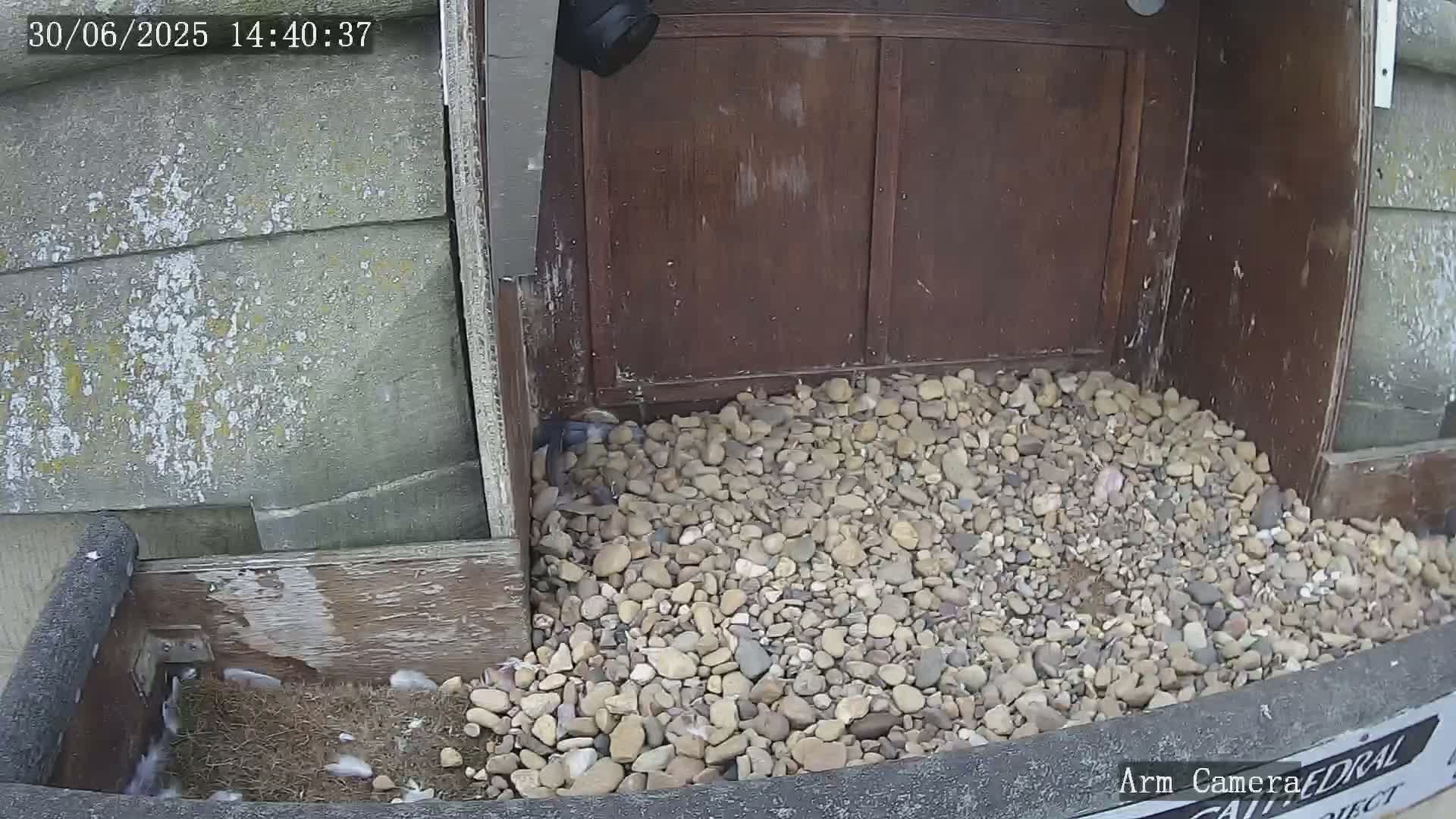 Wakefield Cathedral & Peregrine Life Project Live Cam - Wakefield, West Yorkshire, Yorkshire and the Humber, England, United Kingdom