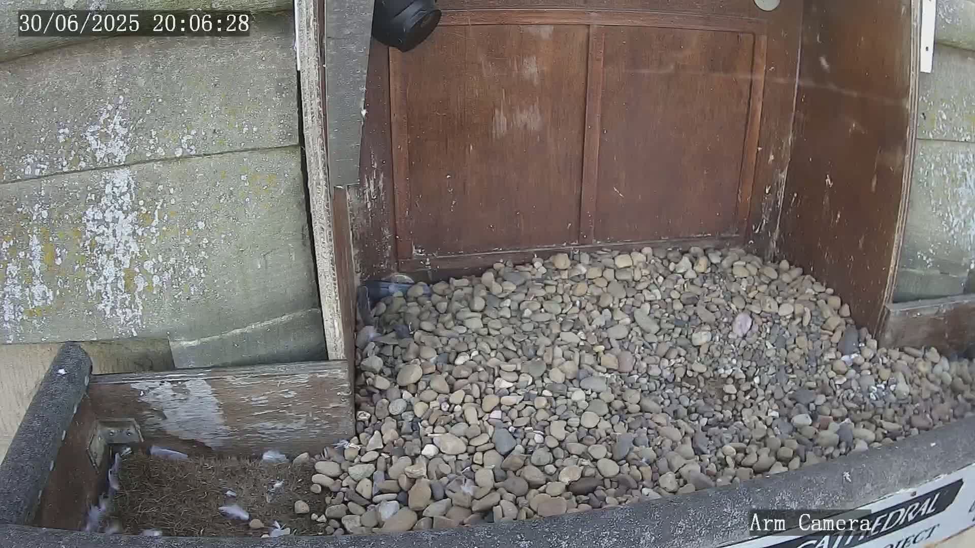 Wakefield Cathedral & Peregrine Life Project Live Cam - Wakefield, West Yorkshire, Yorkshire and the Humber, England, United Kingdom