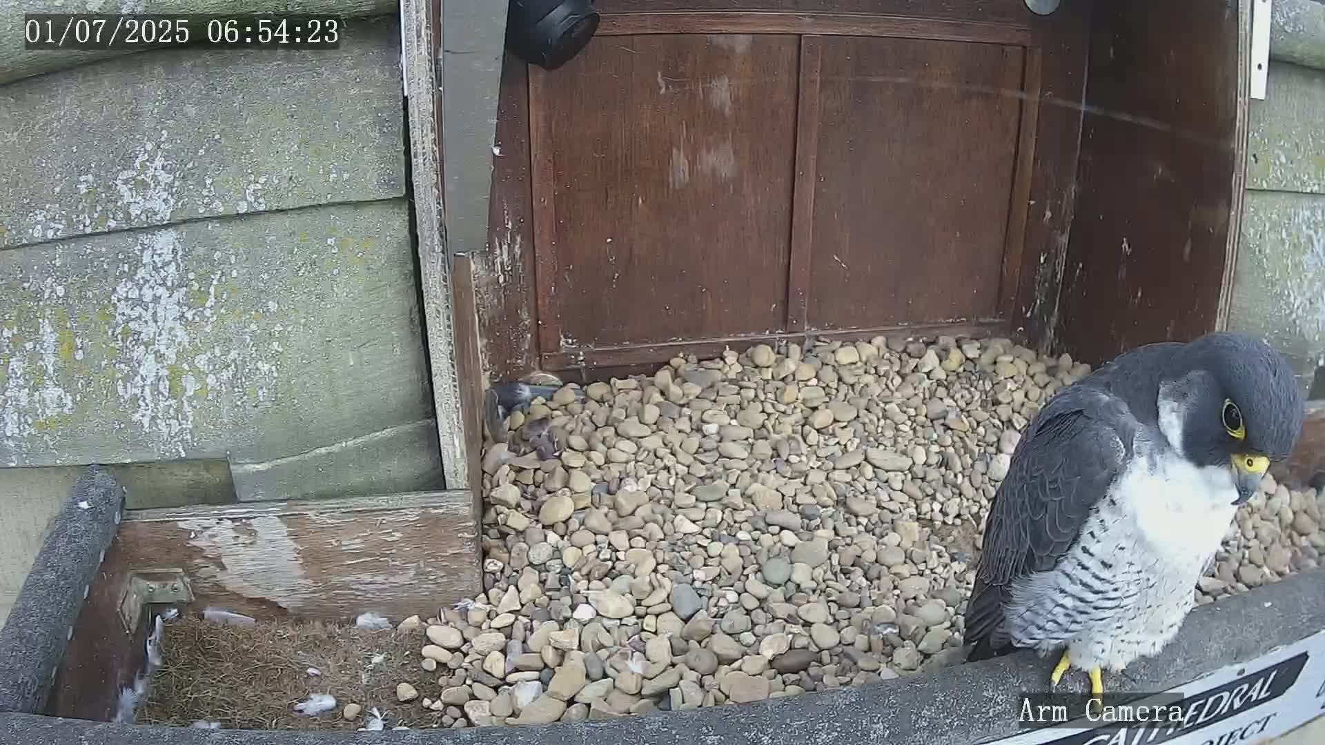 Wakefield Cathedral & Peregrine Life Project Live Cam - Wakefield, West Yorkshire, Yorkshire and the Humber, England, United Kingdom