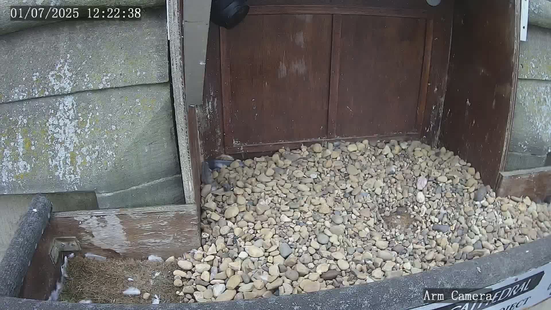 Wakefield Cathedral & Peregrine Life Project Live Cam - Wakefield, West Yorkshire, Yorkshire and the Humber, England, United Kingdom
