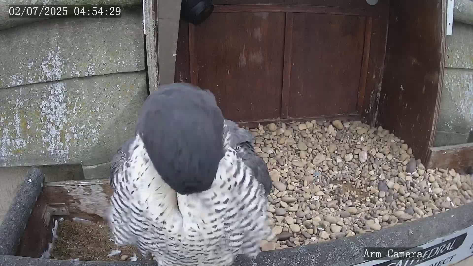 Wakefield Cathedral & Peregrine Life Project Live Cam - Wakefield, West Yorkshire, Yorkshire and the Humber, England, United Kingdom