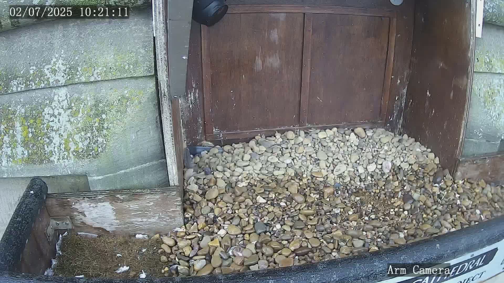 Wakefield Cathedral & Peregrine Life Project Live Cam - Wakefield, West Yorkshire, Yorkshire and the Humber, England, United Kingdom