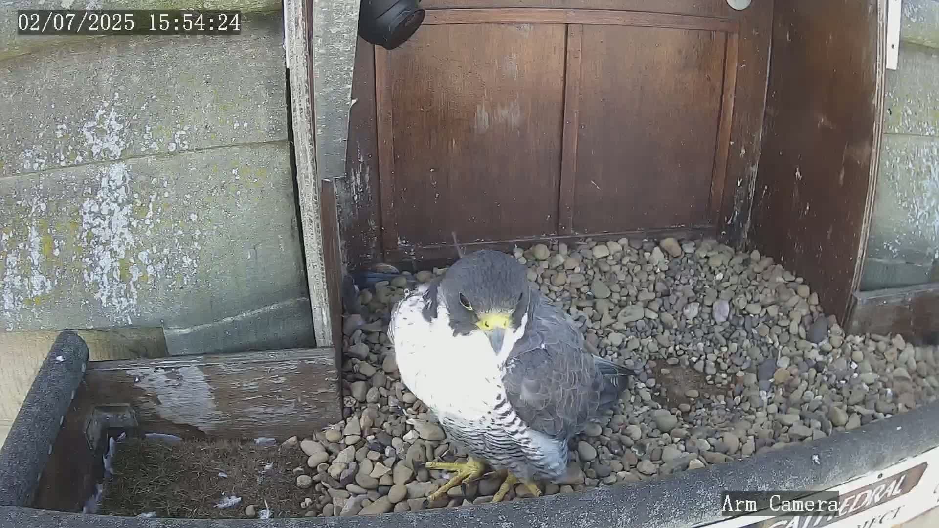 Wakefield Cathedral & Peregrine Life Project Live Cam - Wakefield, West Yorkshire, Yorkshire and the Humber, England, United Kingdom