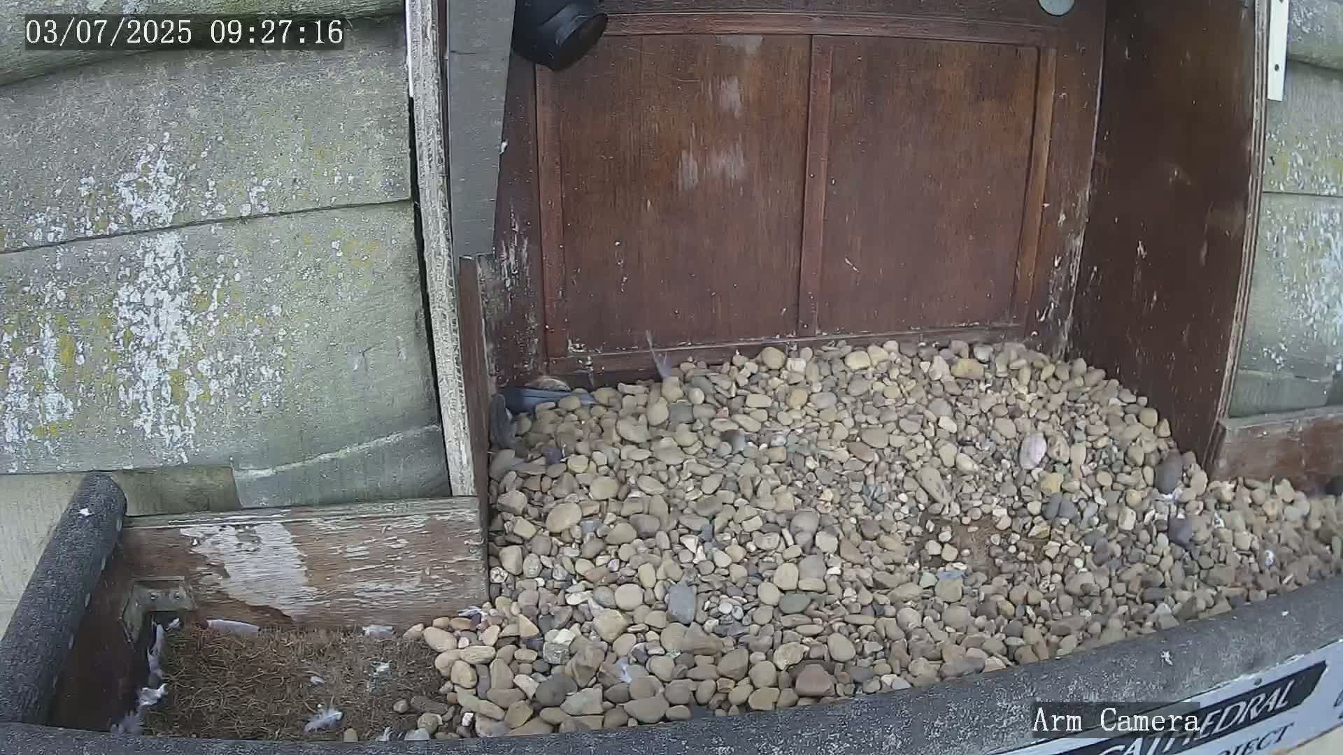 Wakefield Cathedral & Peregrine Life Project Live Cam - Wakefield, West Yorkshire, Yorkshire and the Humber, England, United Kingdom