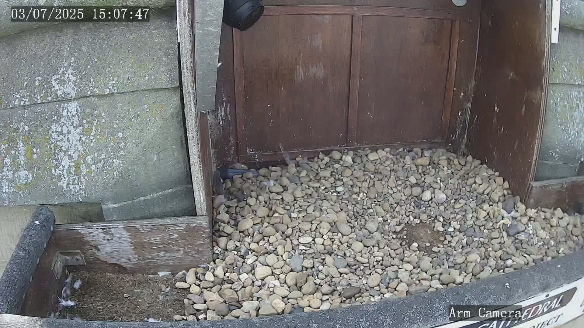 Wakefield Cathedral & Peregrine Life Project Live Cam - Wakefield, West Yorkshire, Yorkshire and the Humber, England, United Kingdom