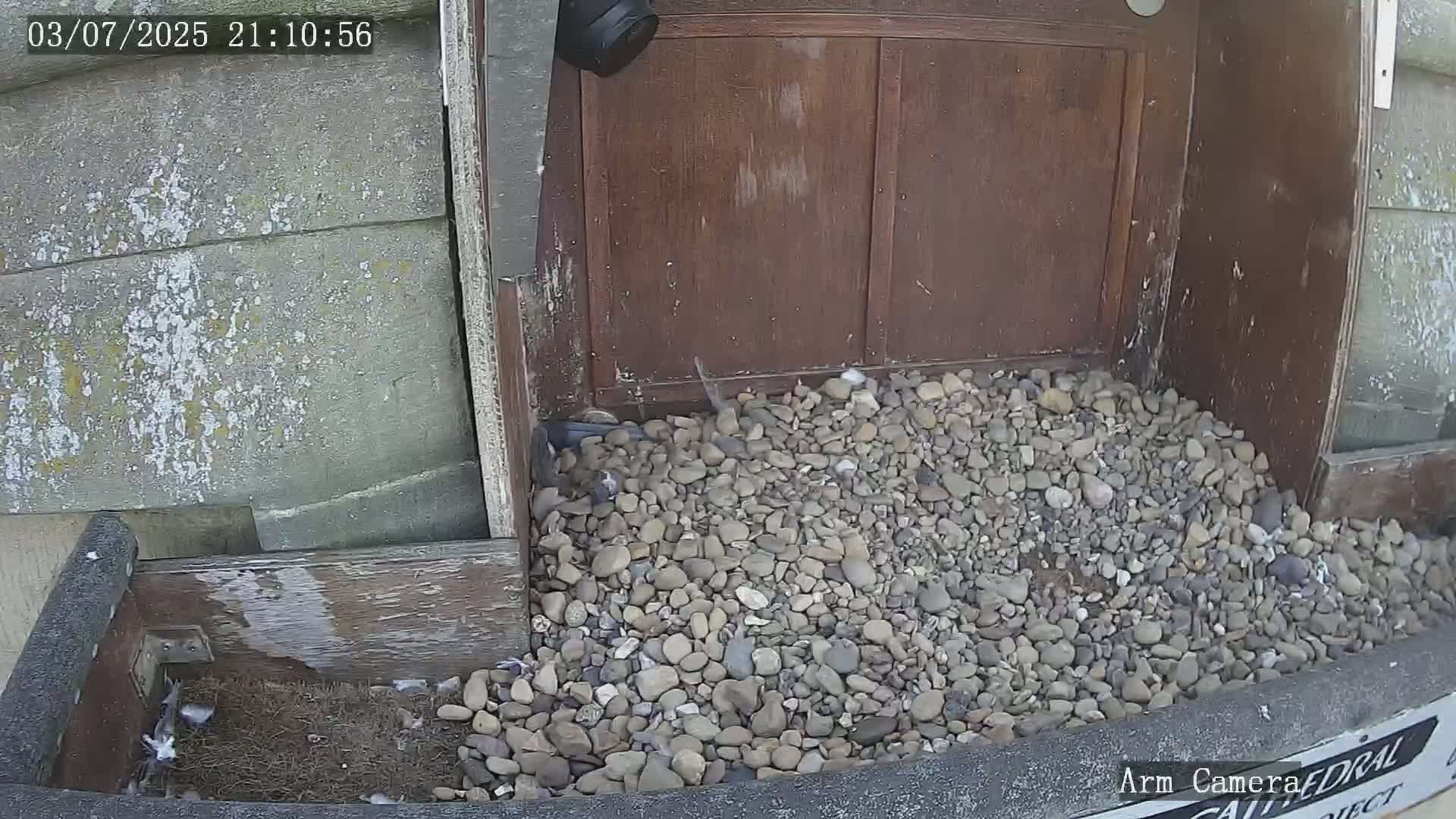 Wakefield Cathedral & Peregrine Life Project Live Cam - Wakefield, West Yorkshire, Yorkshire and the Humber, England, United Kingdom