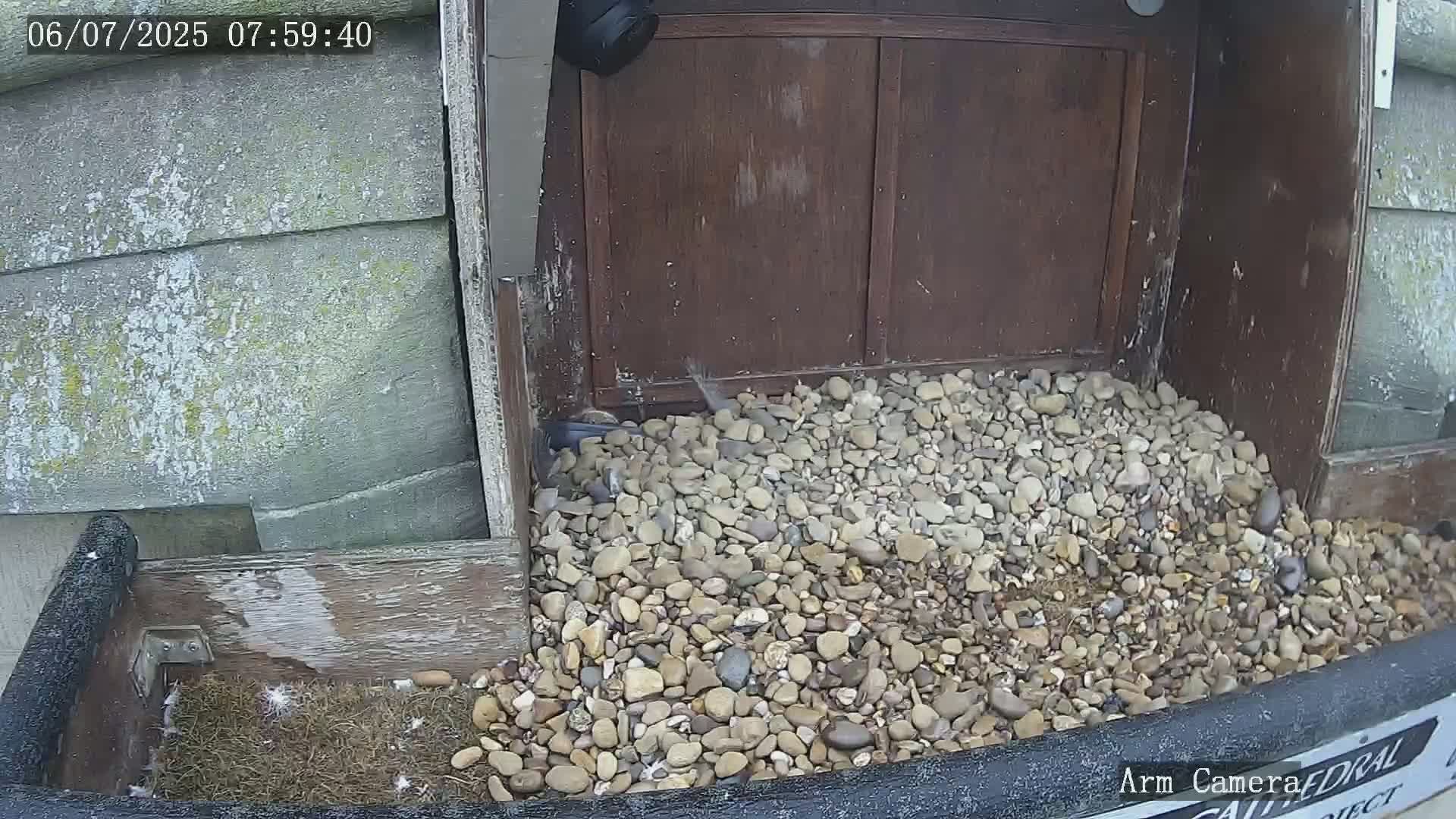 Wakefield Cathedral & Peregrine Life Project Live Cam - Wakefield, West Yorkshire, Yorkshire and the Humber, England, United Kingdom