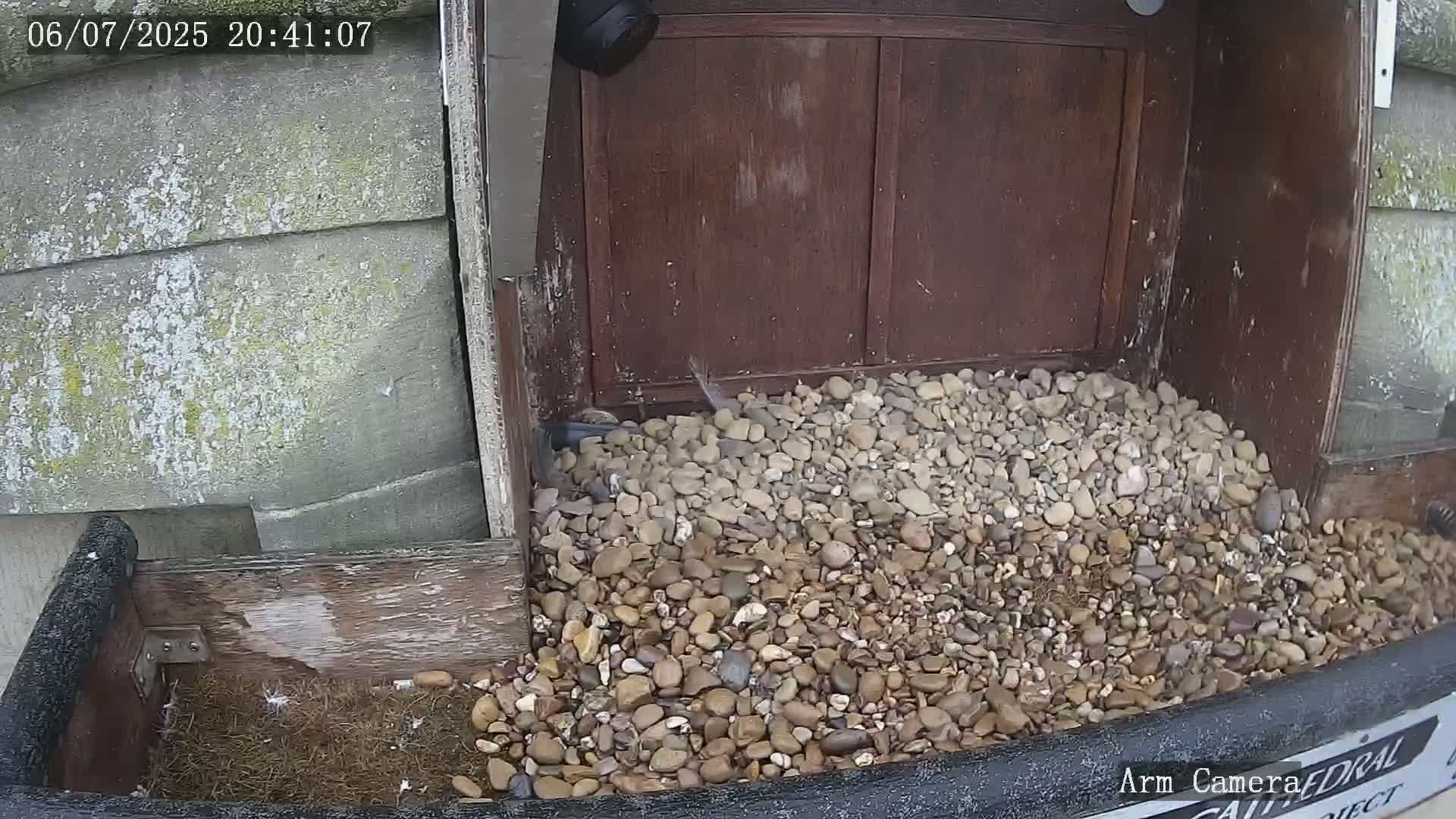 Wakefield Cathedral & Peregrine Life Project Live Cam - Wakefield, West Yorkshire, Yorkshire and the Humber, England, United Kingdom