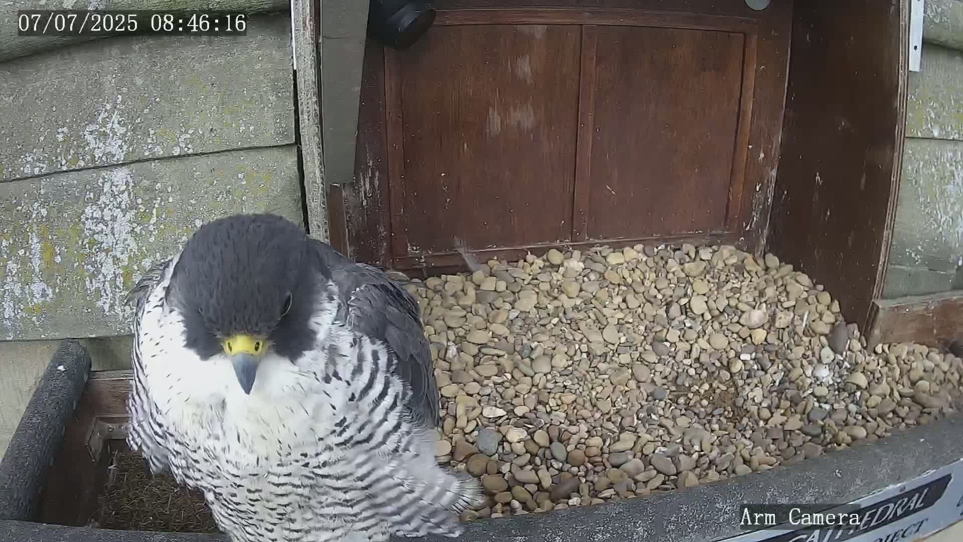 A peregrine falcon sits on a pile of gravel in a nesting box.