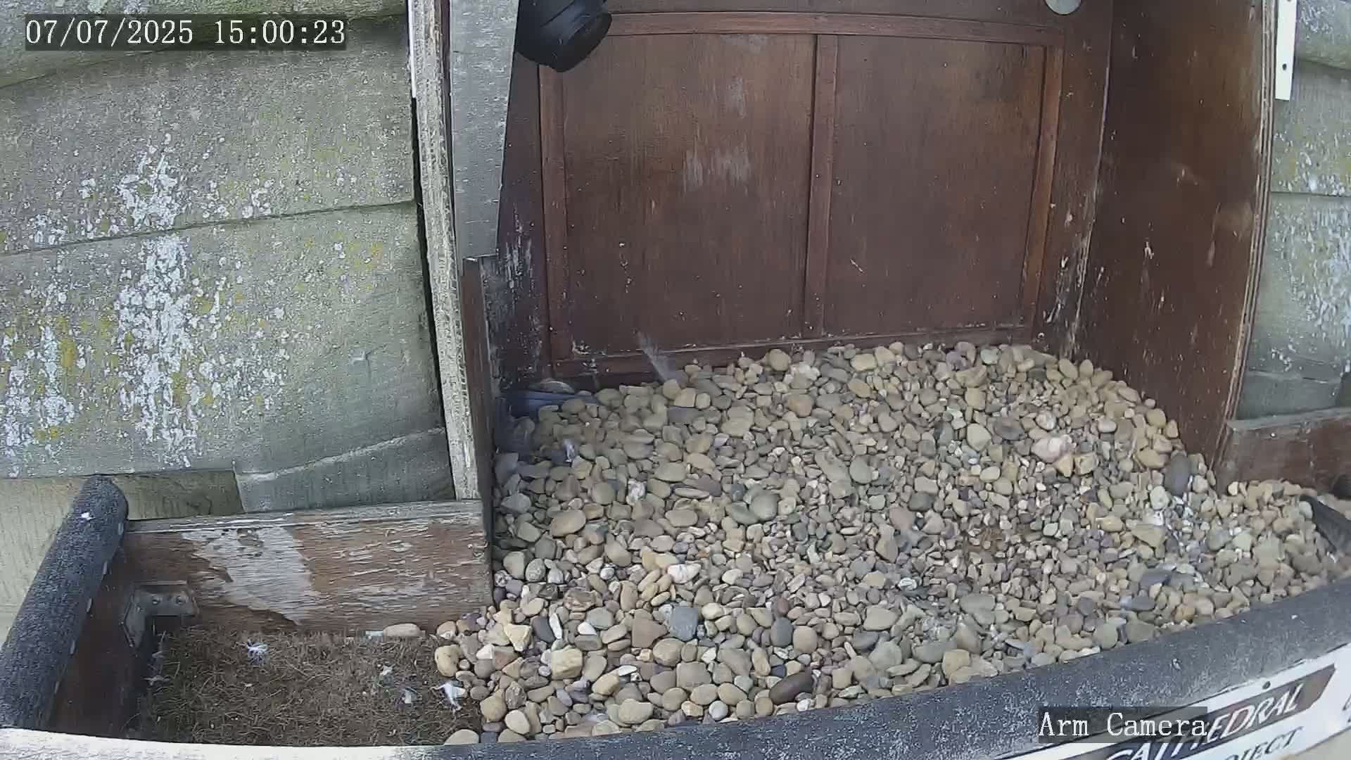 Wakefield Cathedral & Peregrine Life Project Live Cam - Wakefield, West Yorkshire, Yorkshire and the Humber, England, United Kingdom