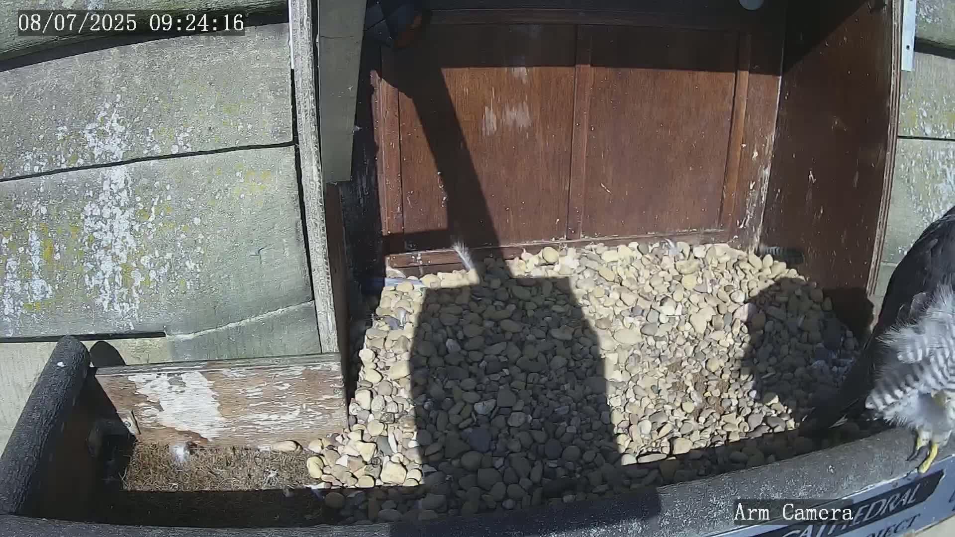 Wakefield Cathedral & Peregrine Life Project Live Cam - Wakefield, West Yorkshire, Yorkshire and the Humber, England, United Kingdom