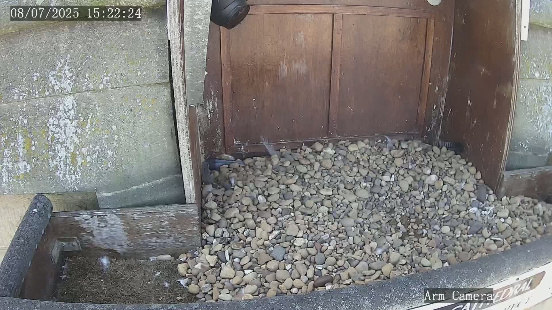 Wakefield Cathedral & Peregrine Life Project Live Cam - Wakefield, West Yorkshire, Yorkshire and the Humber, England, United Kingdom