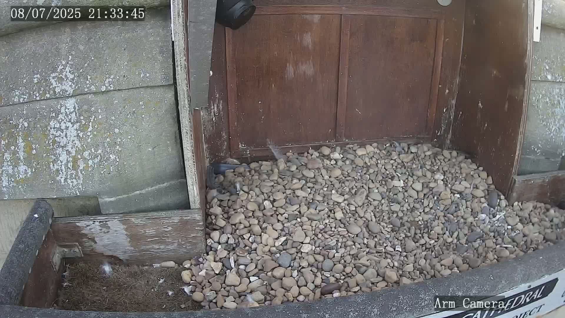 Wakefield Cathedral & Peregrine Life Project Live Cam - Wakefield, West Yorkshire, Yorkshire and the Humber, England, United Kingdom
