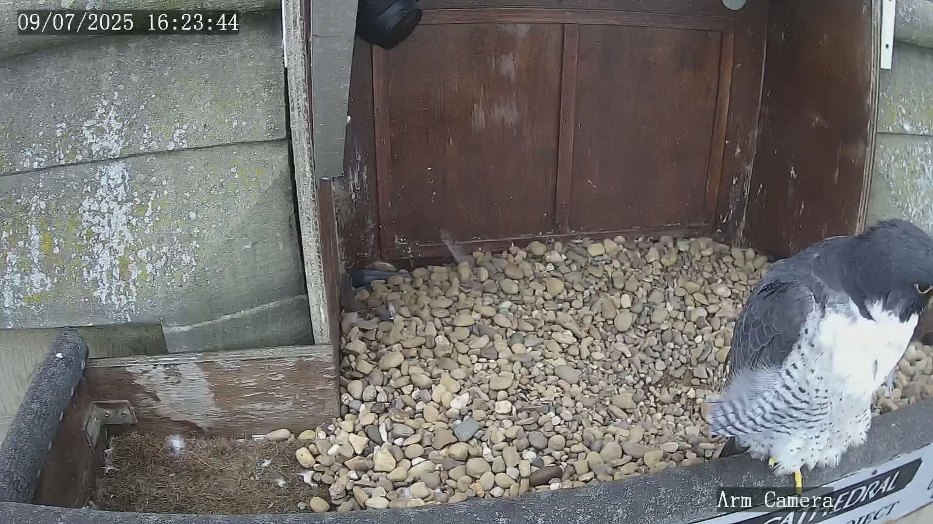 Wakefield Cathedral & Peregrine Life Project Live Cam - Wakefield, West Yorkshire, Yorkshire and the Humber, England, United Kingdom