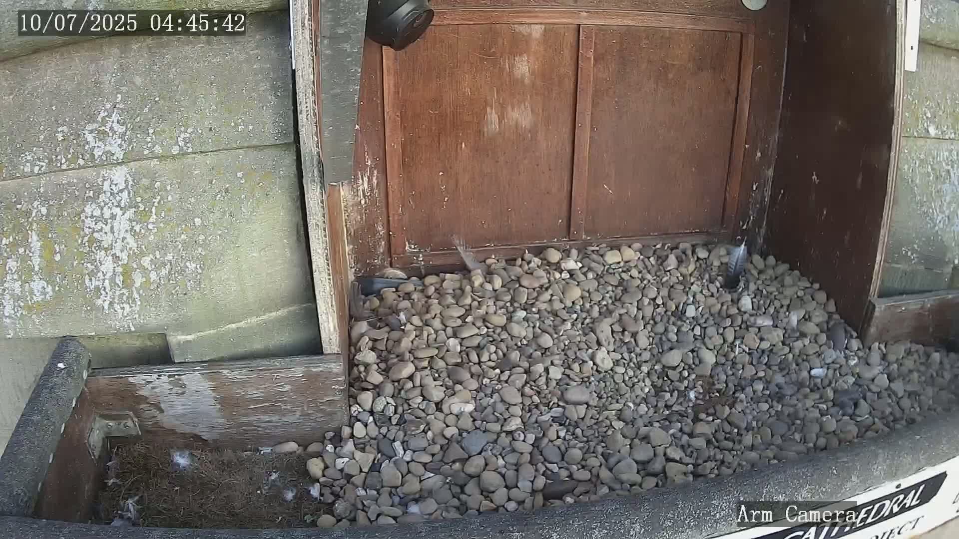 Wakefield Cathedral & Peregrine Life Project Live Cam - Wakefield, West Yorkshire, Yorkshire and the Humber, England, United Kingdom